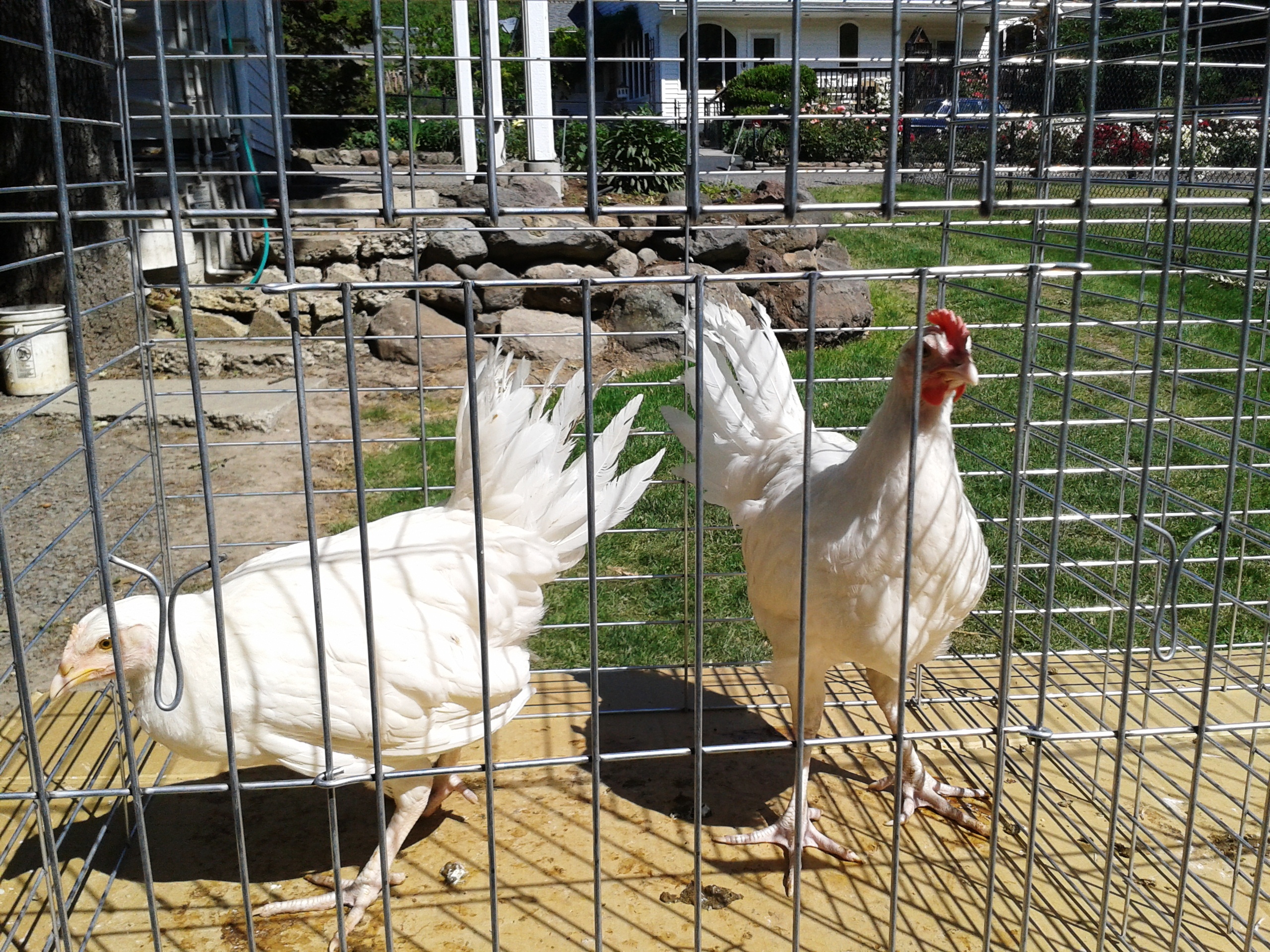 2013 White Minorcas at 3 months. Mike Omeg