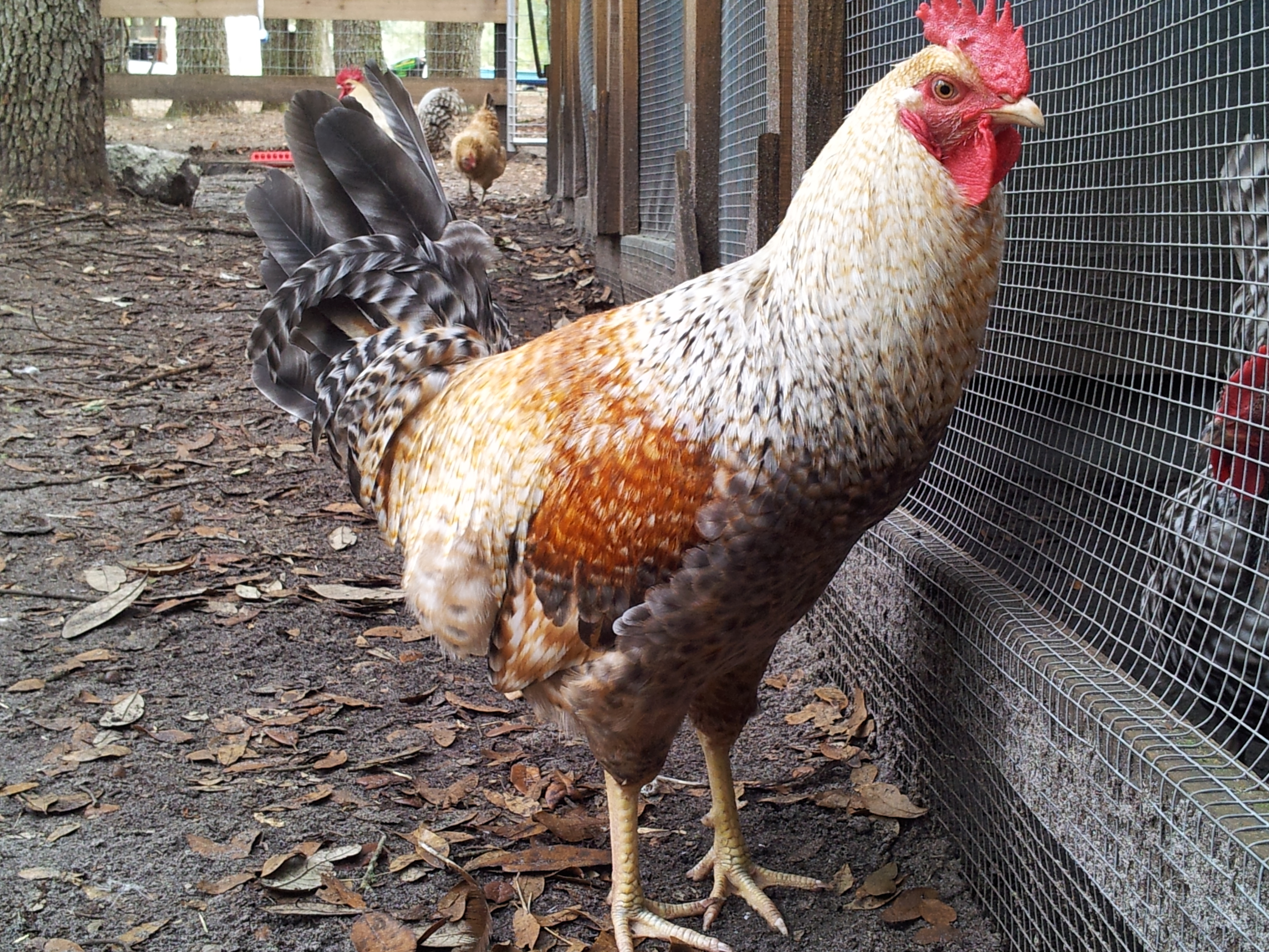 20130109_122738.jpg
Been watching this guy grow out.  I like his barring and I like his tail set very much. No WHITE tail feathers "yeah"! Yellow shanks "hooray"! Very nice comb free of any side springs.