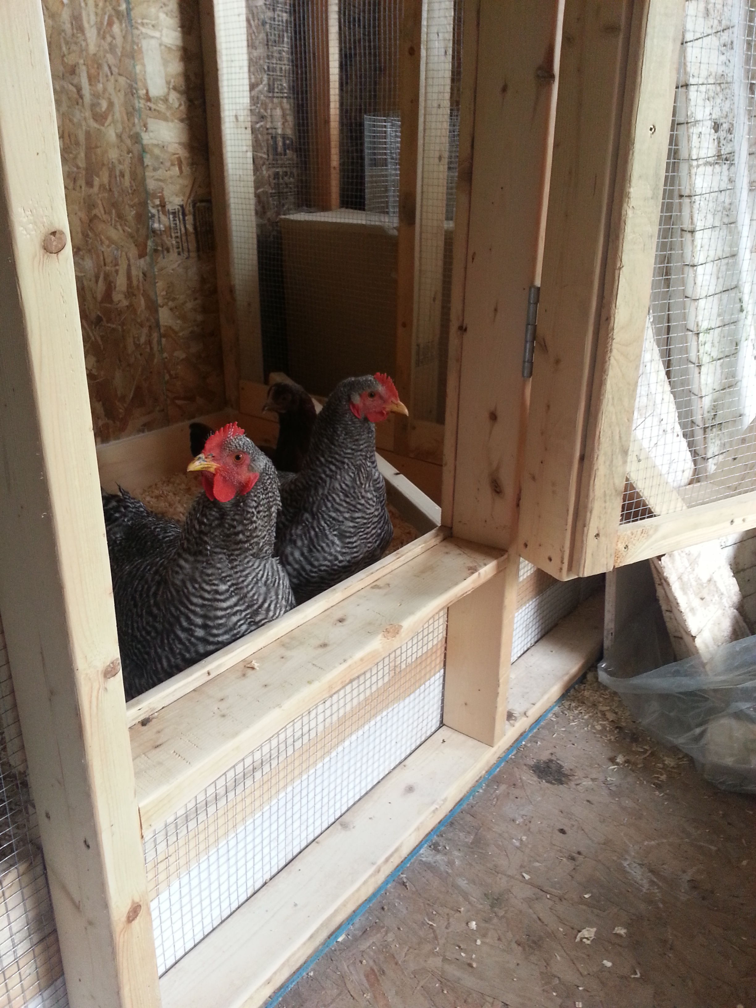 20130908_110855.jpg
My Barred Rock Roo and hen