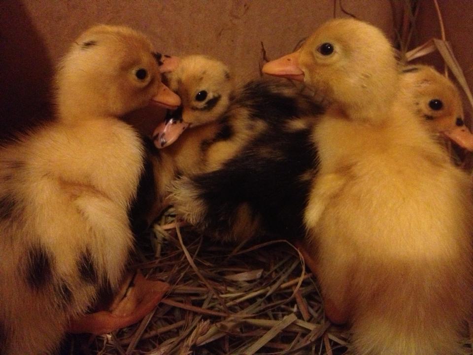 2014 babies