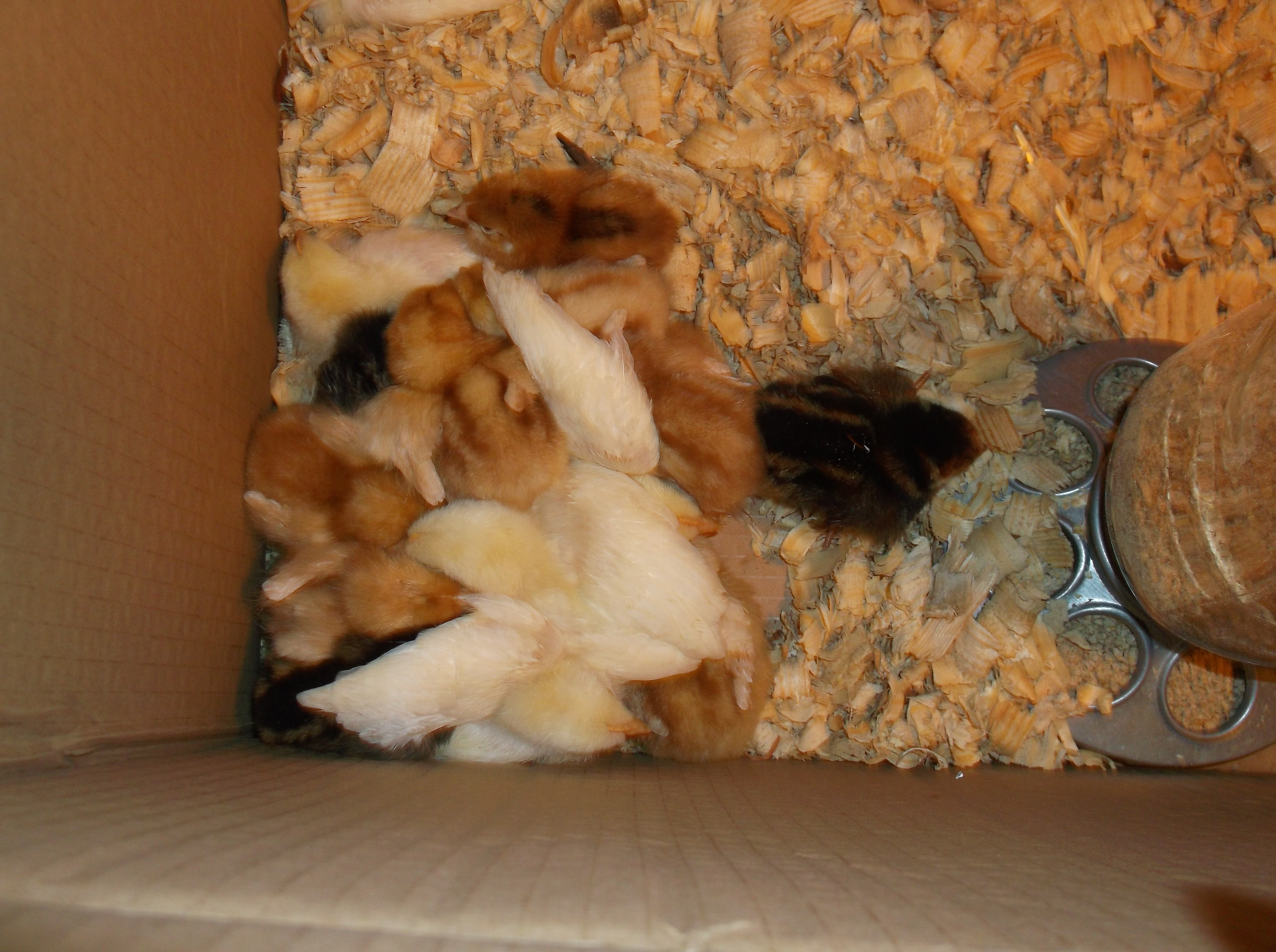 2014, baby chicks