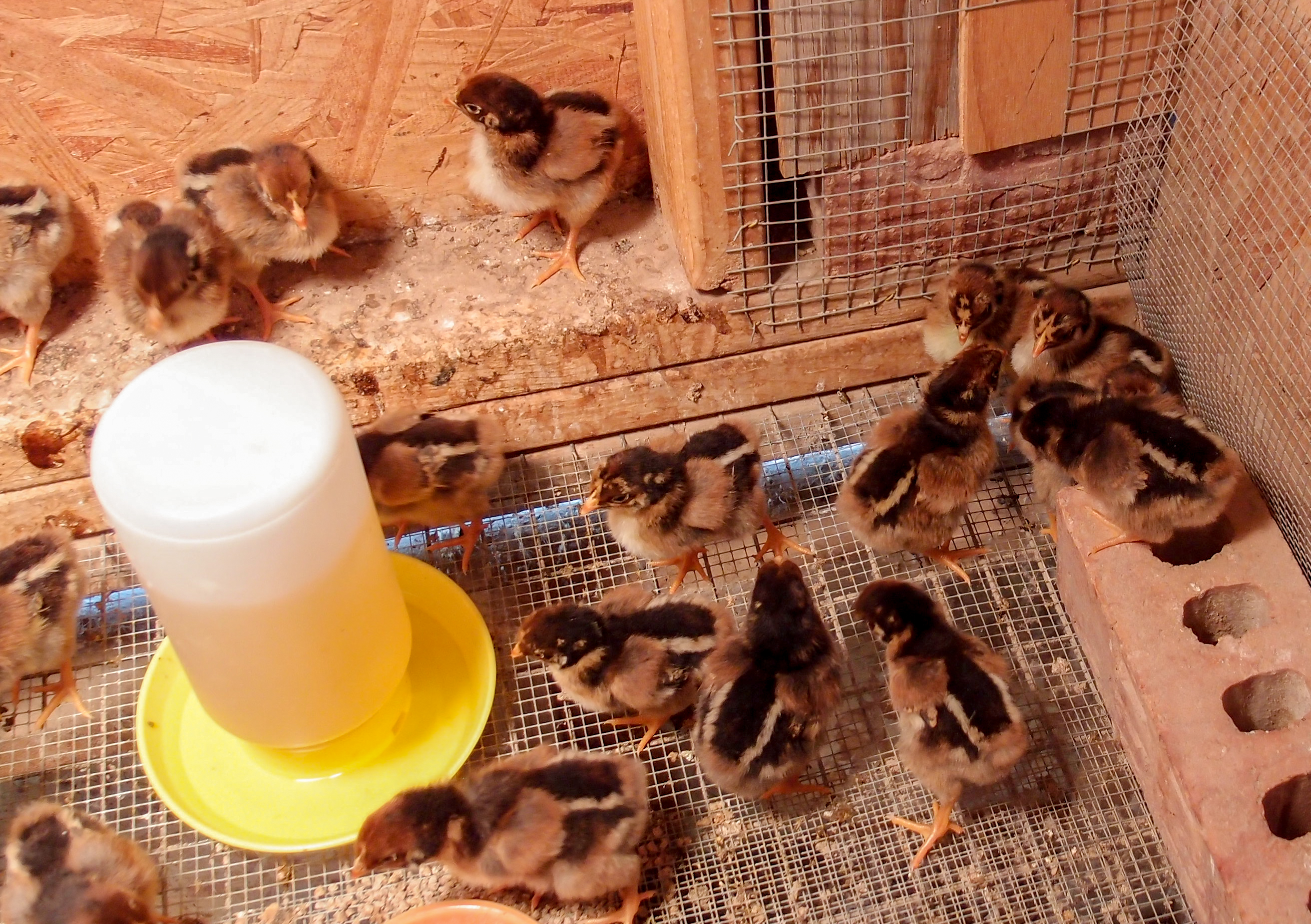 2014 Barnevelder chicks from The Fancy Chicken, Ohio. GPop's project.