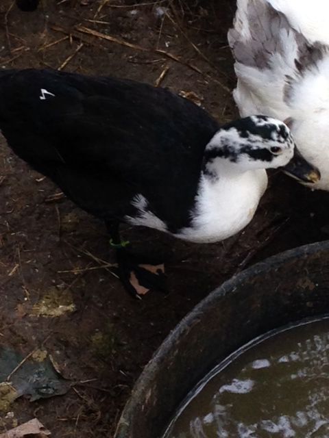 2014 black and white juvie