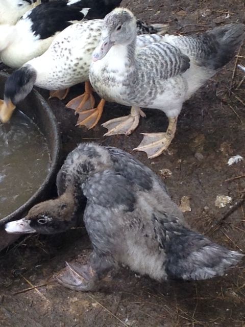 2014 blue (Quasi) and blue barred
