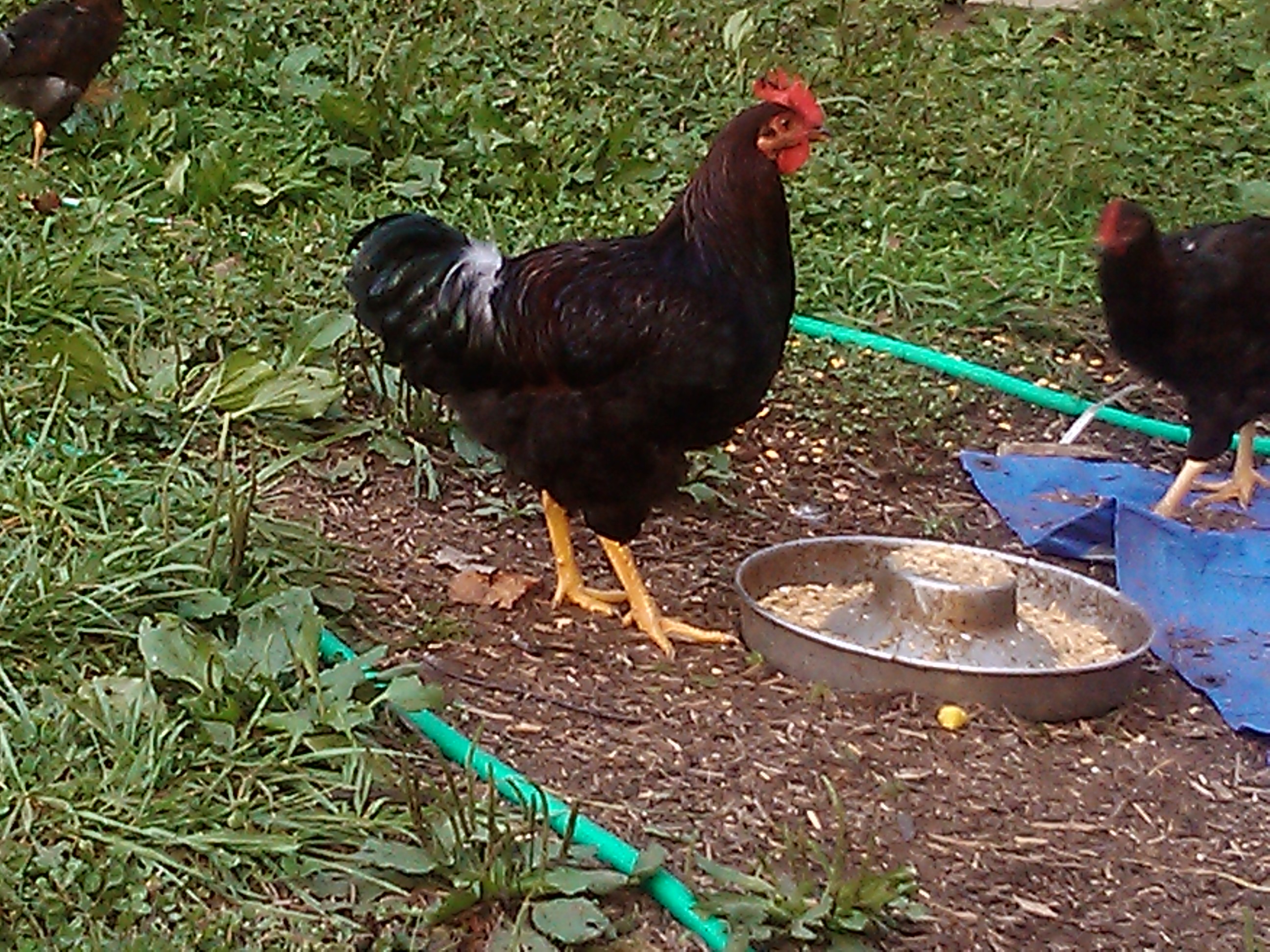 2014 breeding cockral