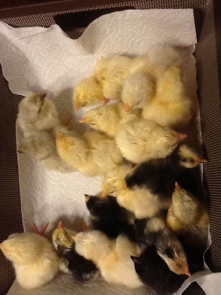 2014 chicks