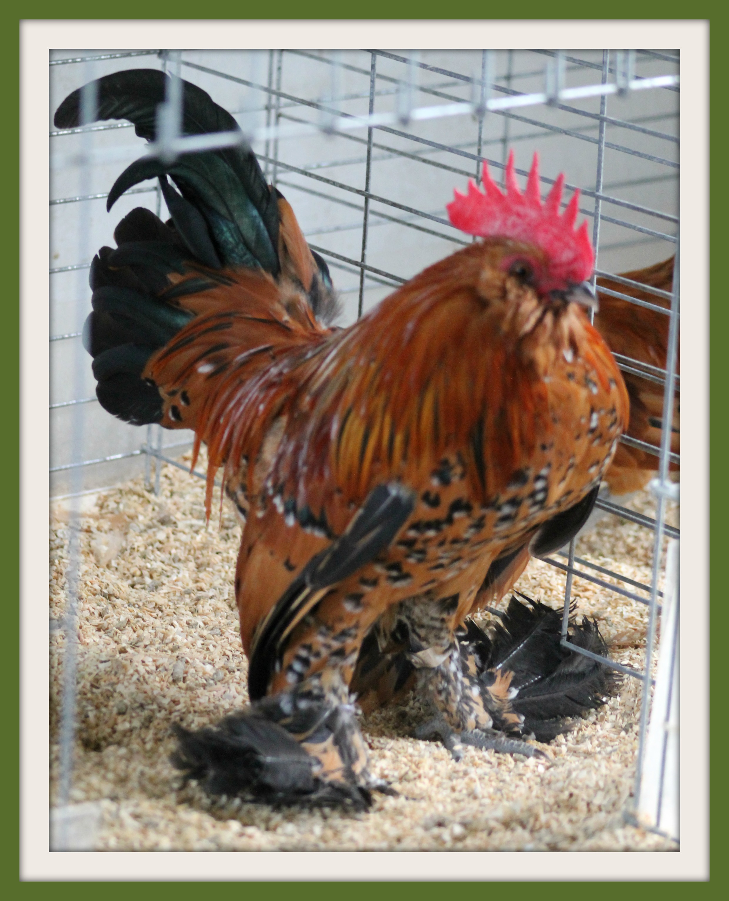 2014 Cockerel. This bird has very nice type. He has a lot of expression in the breast, a lovely 'bull neck' and a good tail set.
