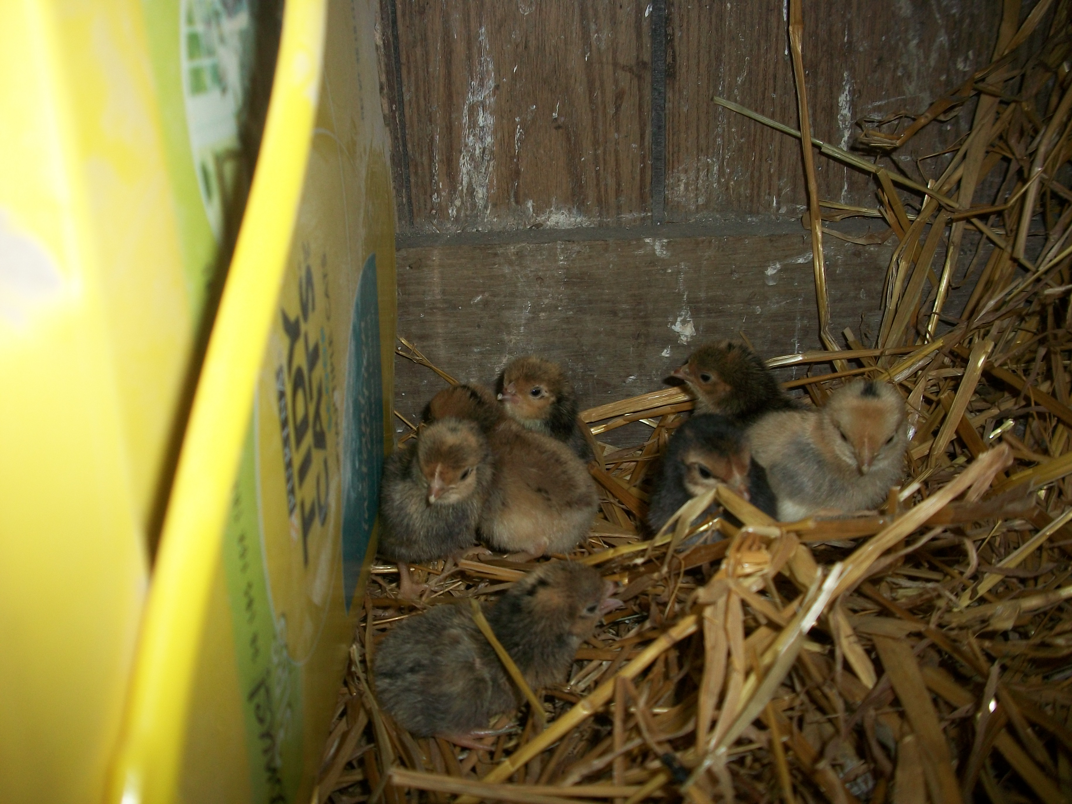 2014 Easter hatch along chicks