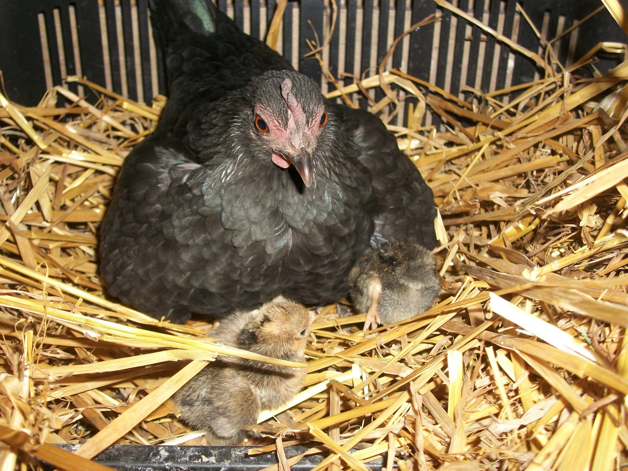 2014 Easter hatch along chicks