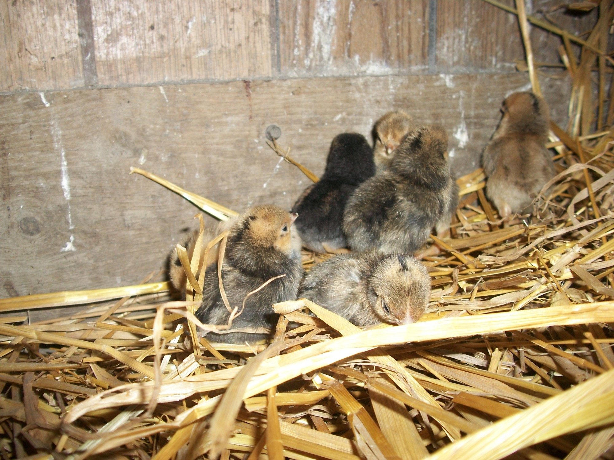 2014 Easter hatch along chicks
