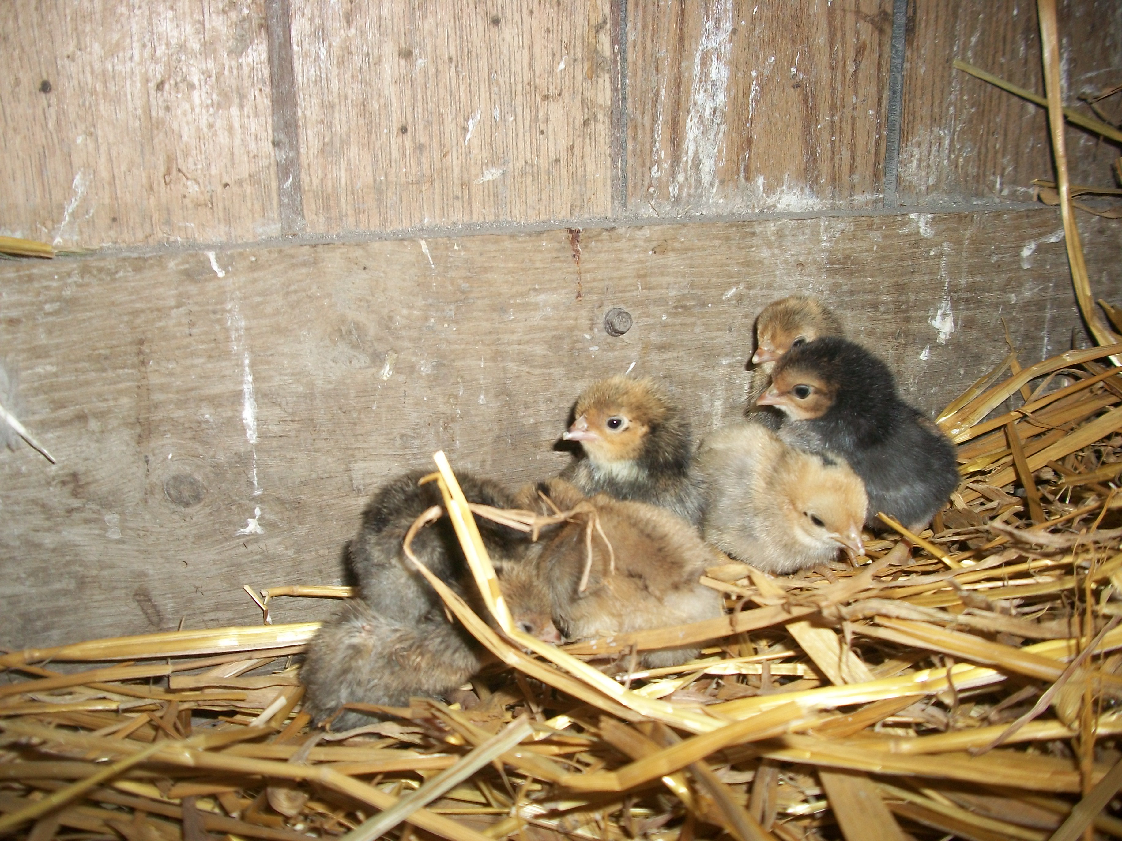 2014 Easter hatch along chicks