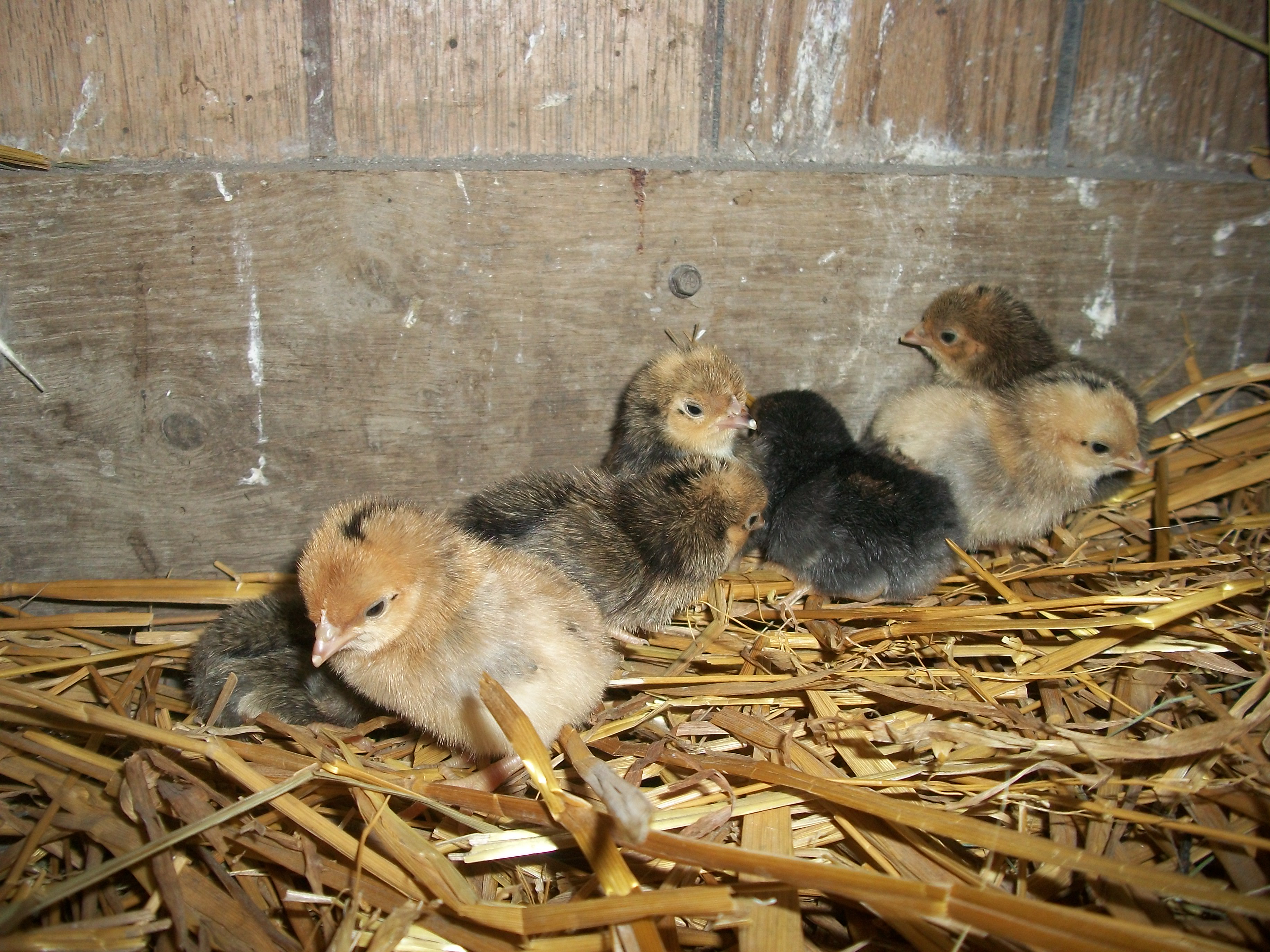 2014 Easter hatch along chicks