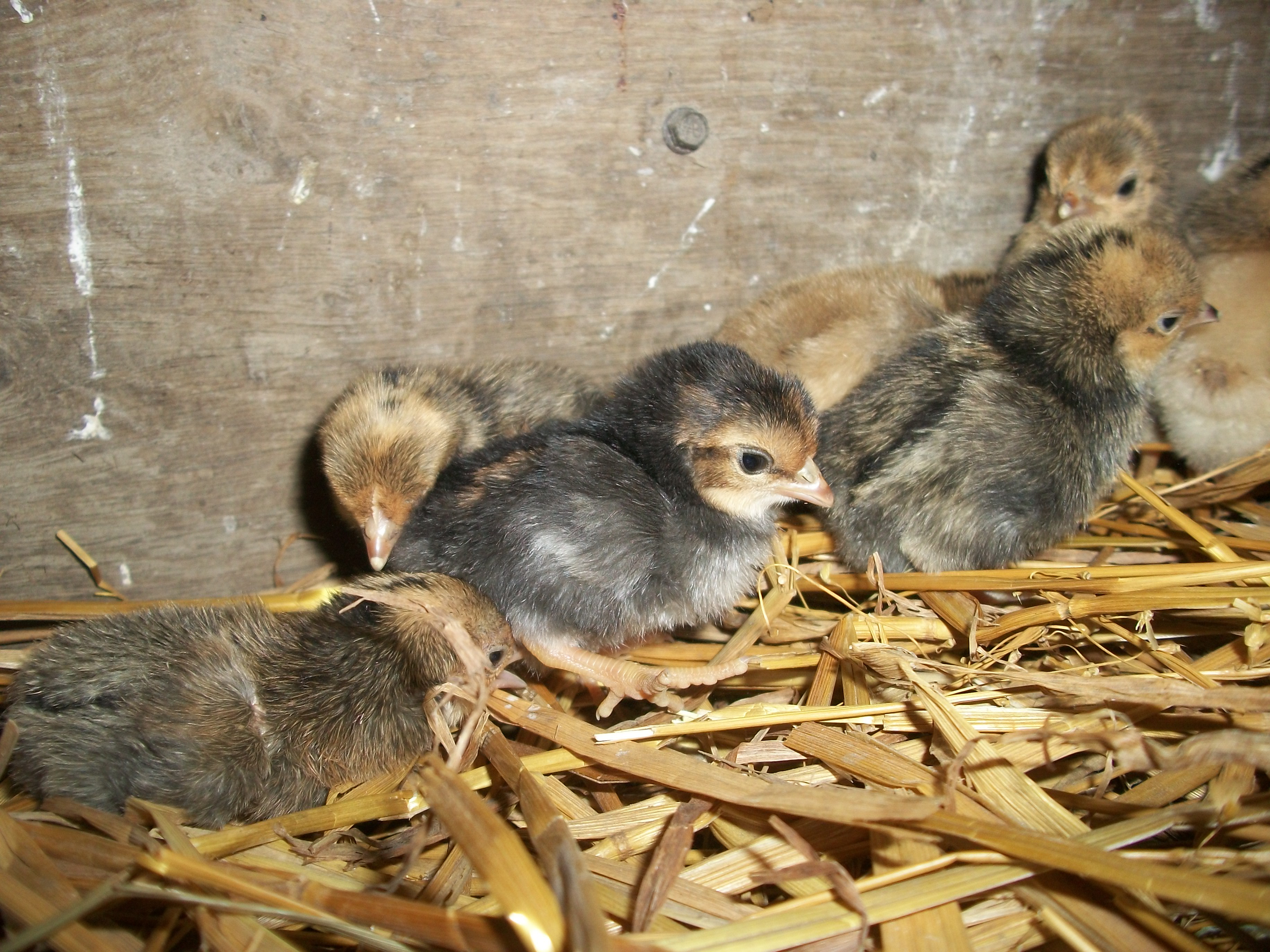 2014 Easter hatch along chicks