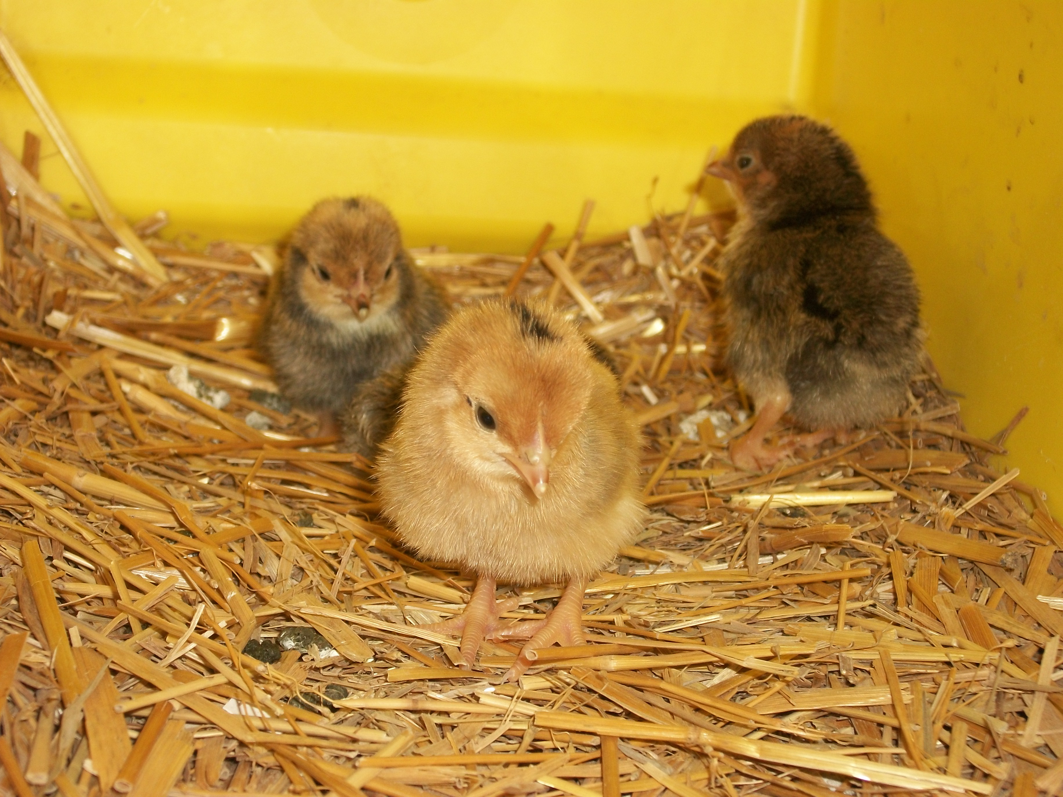 2014 Easter hatch along chicks