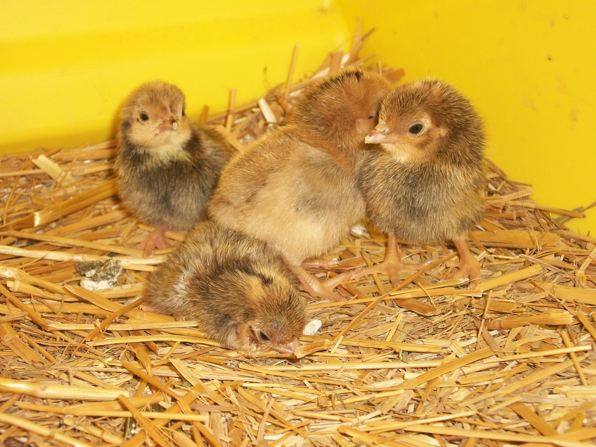 2014 Easter hatch along chicks
