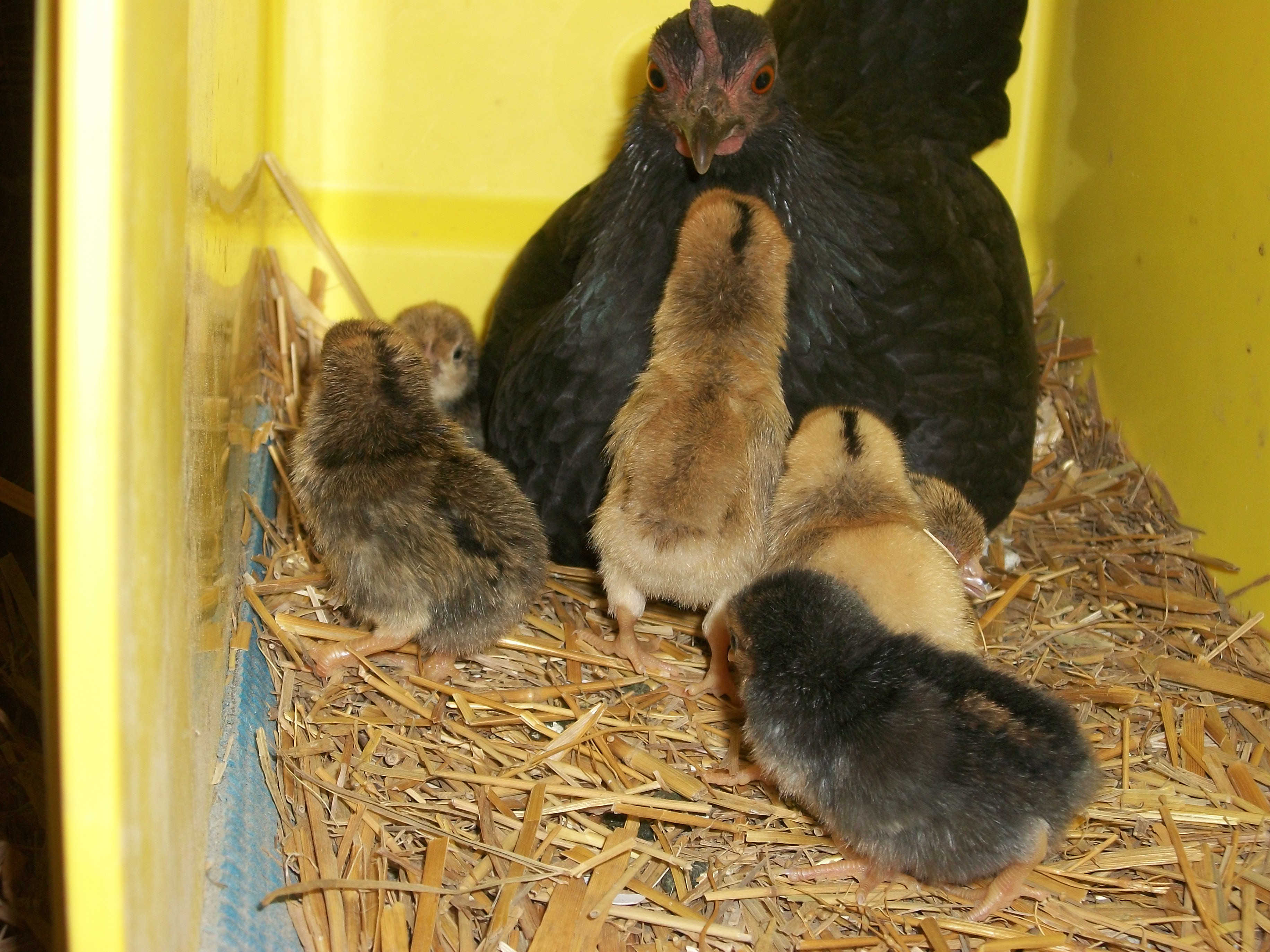 2014 Easter hatch along chicks