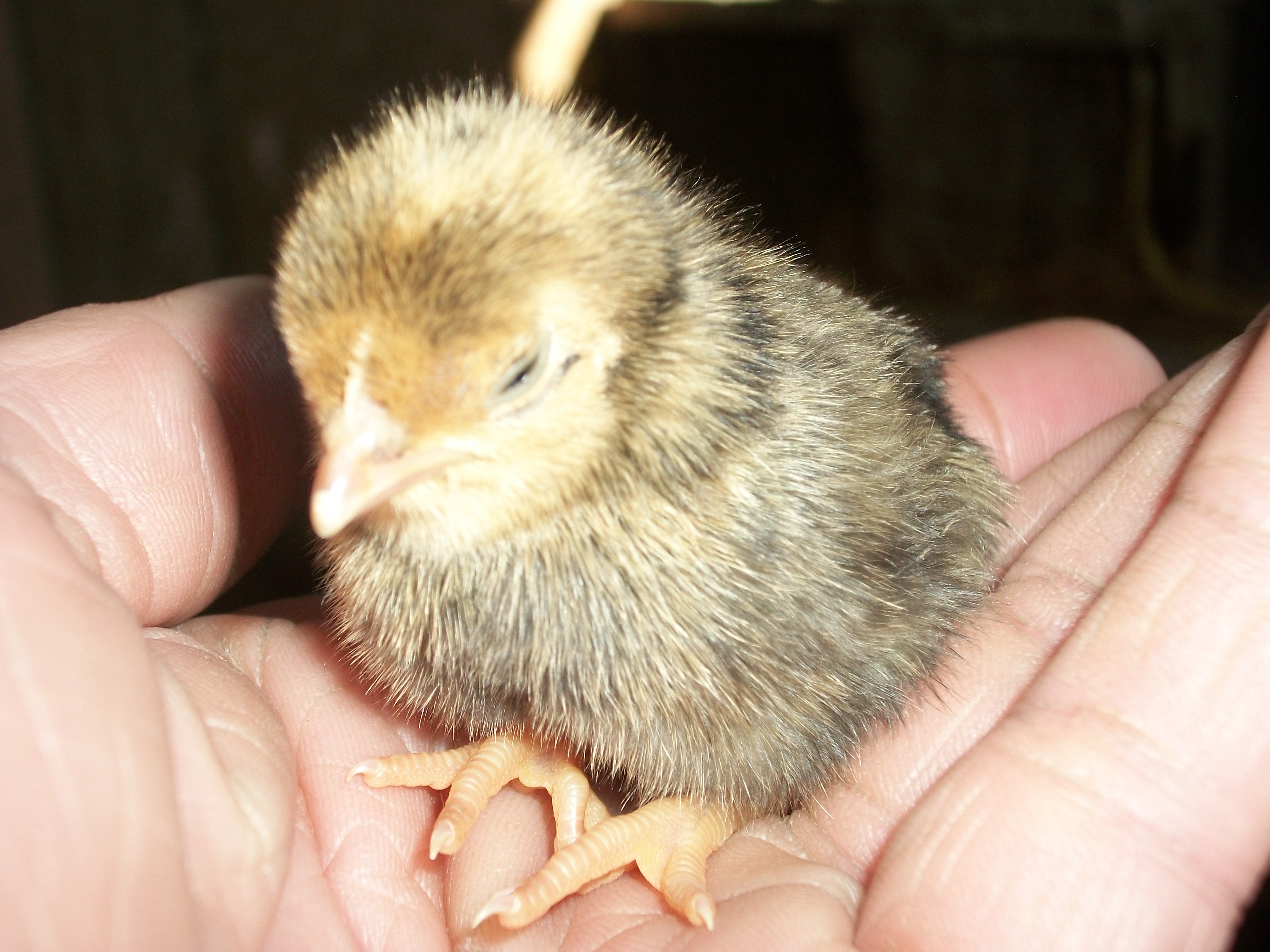 2014 Easter hatch along chicks