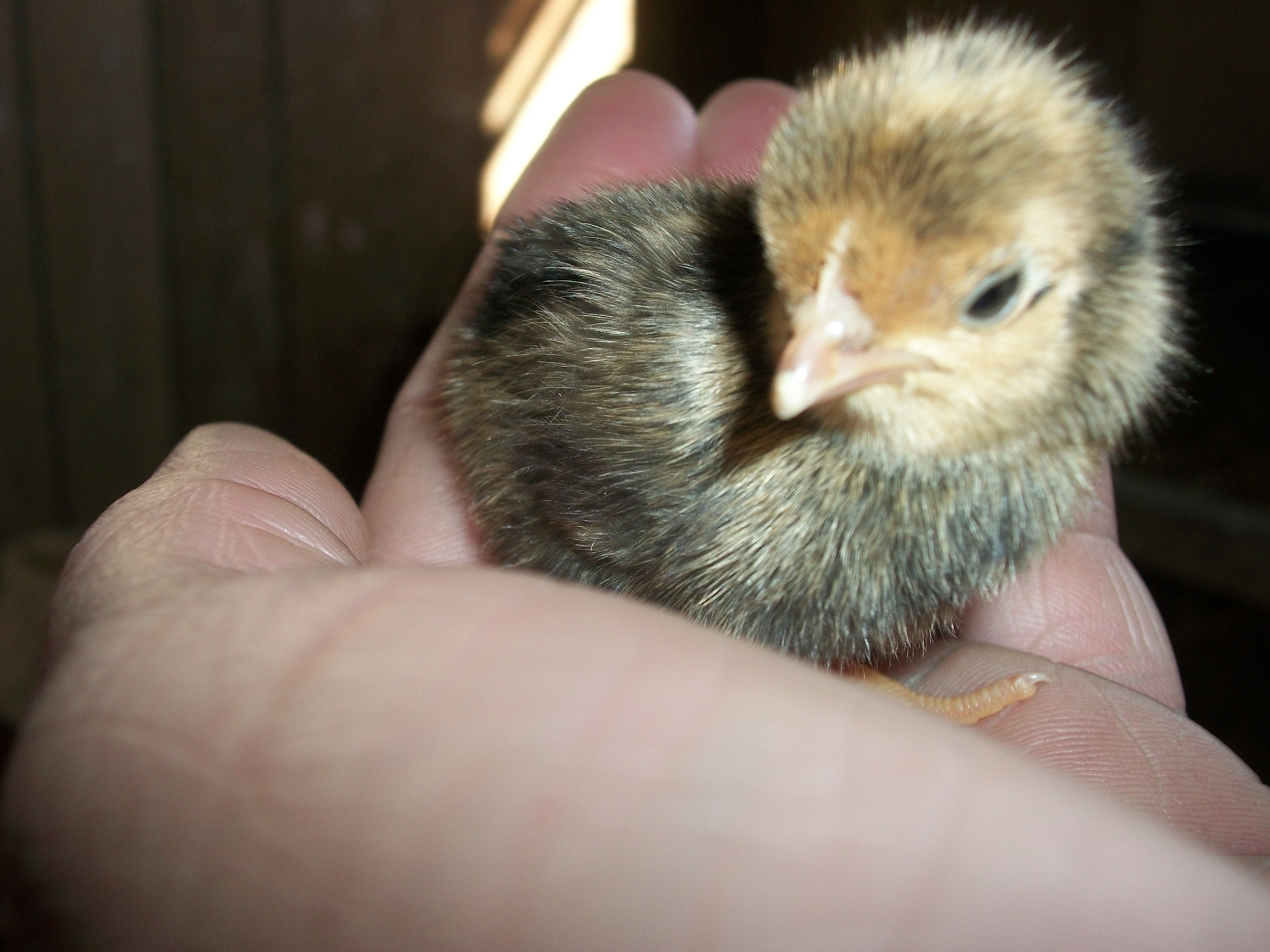 2014 Easter hatch along chicks