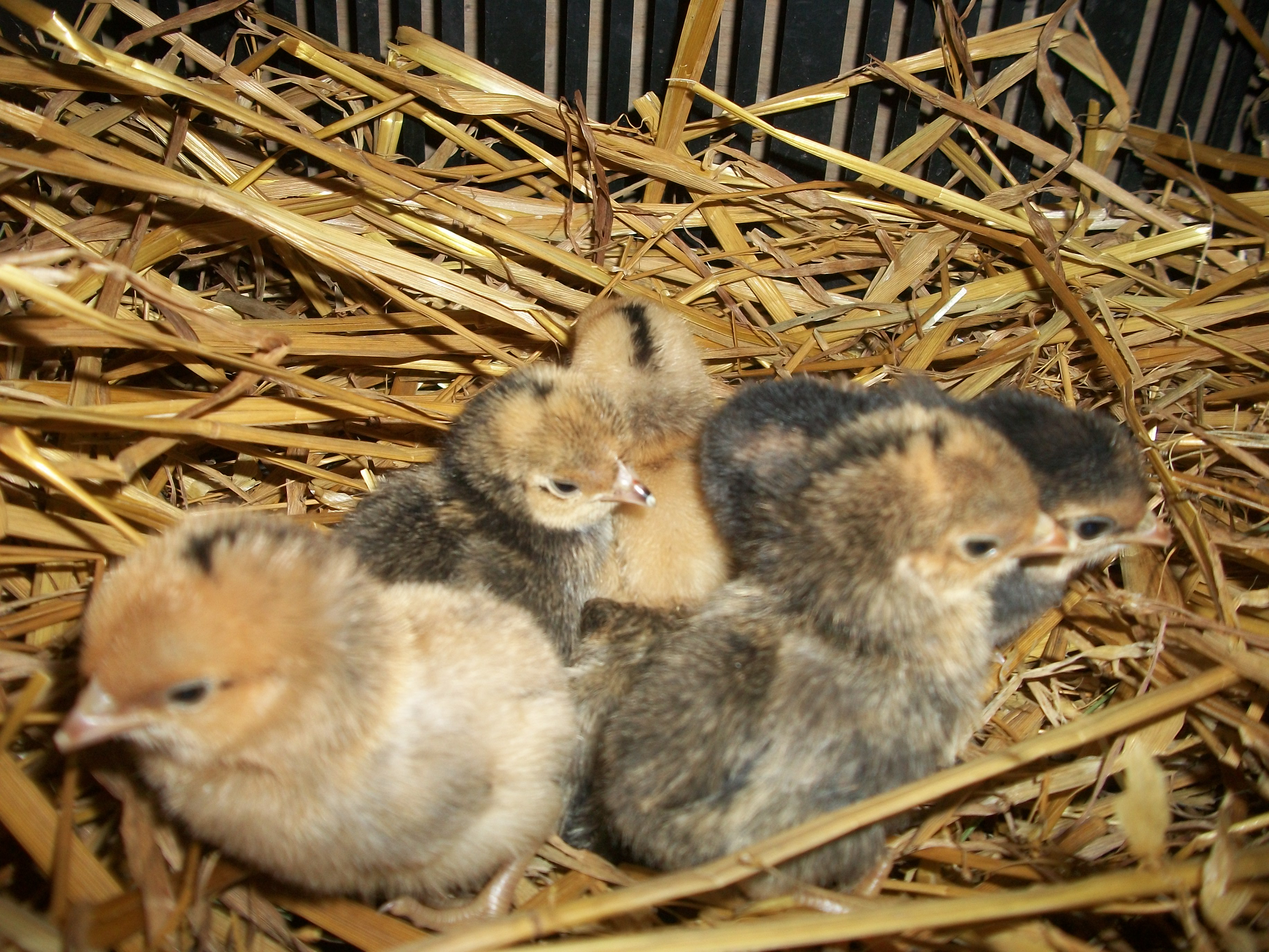 2014 Easter hatch along chicks