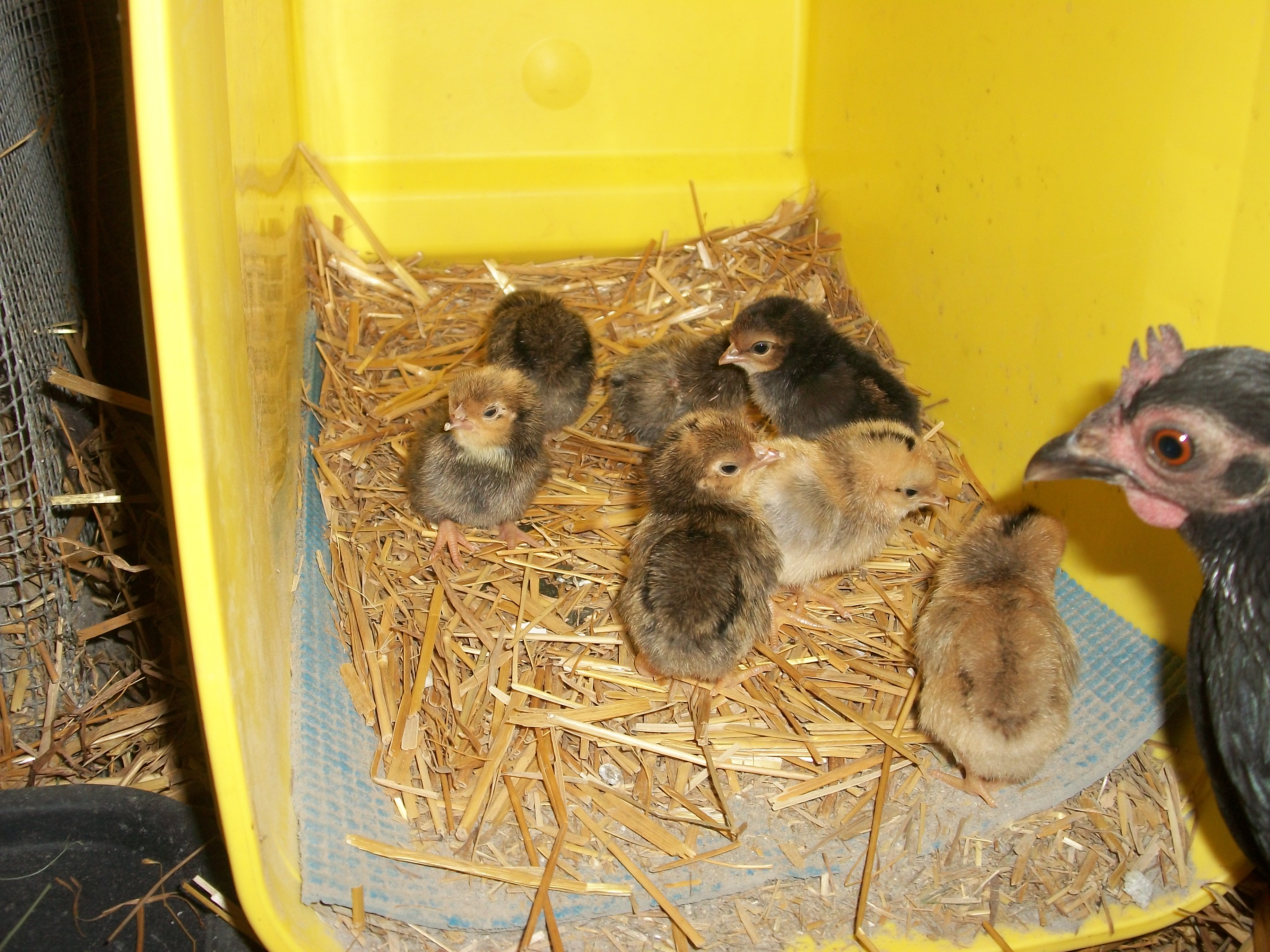 2014 Easter hatch along chicks