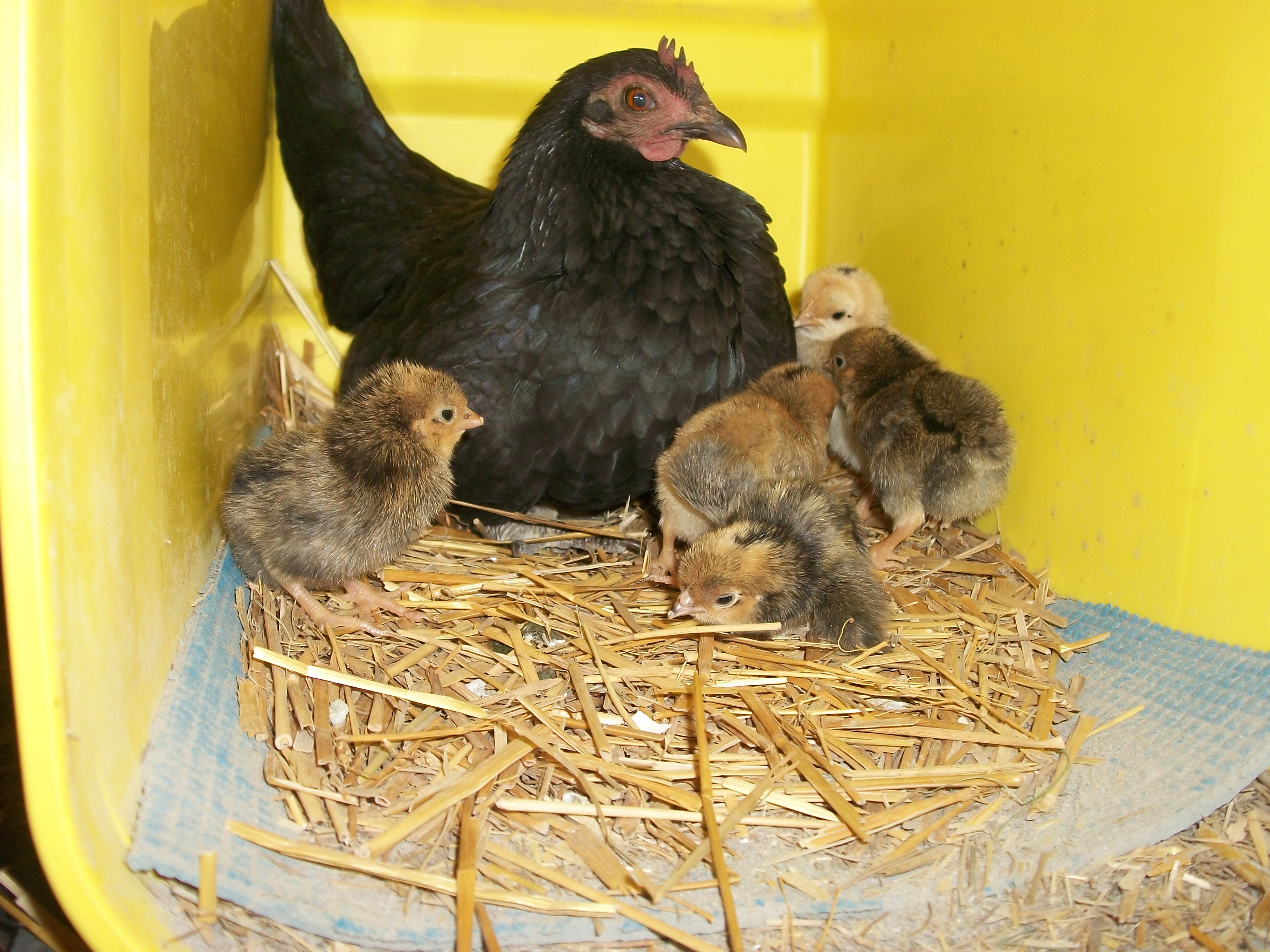 2014 Easter hatch along chicks