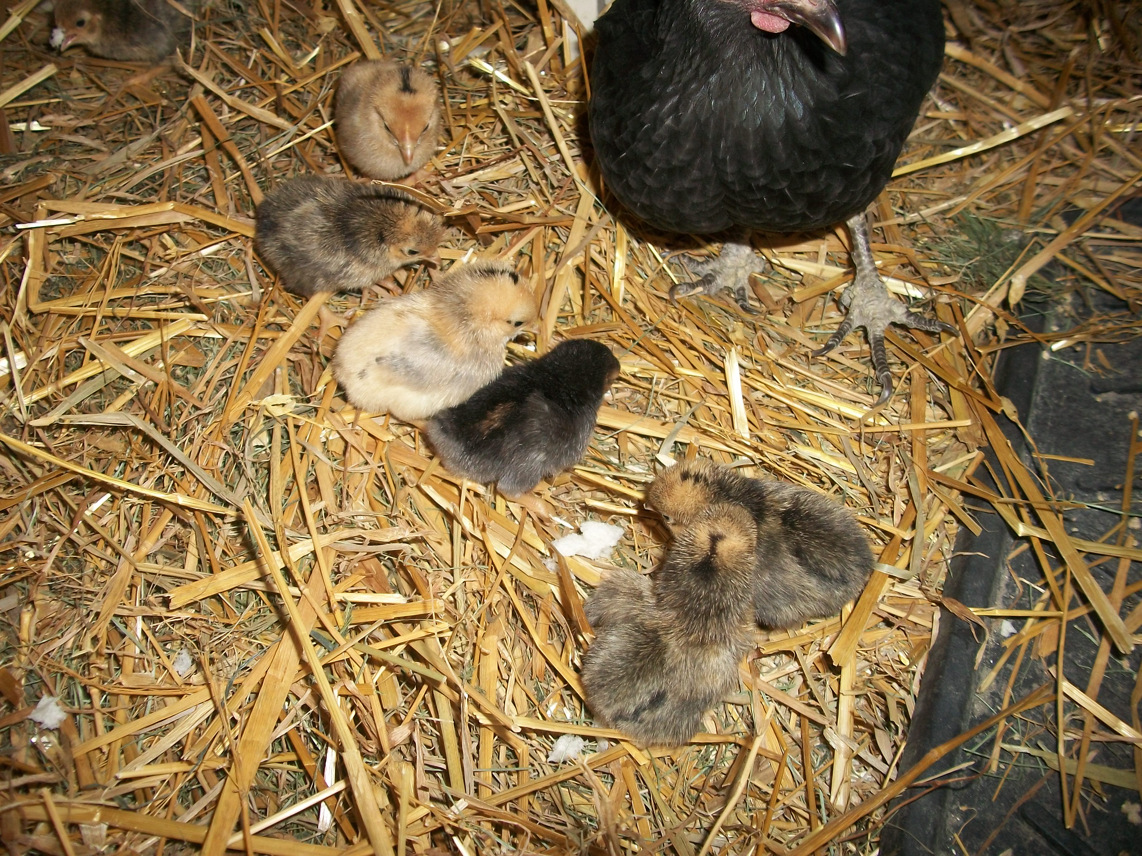 2014 Easter hatch along chicks
