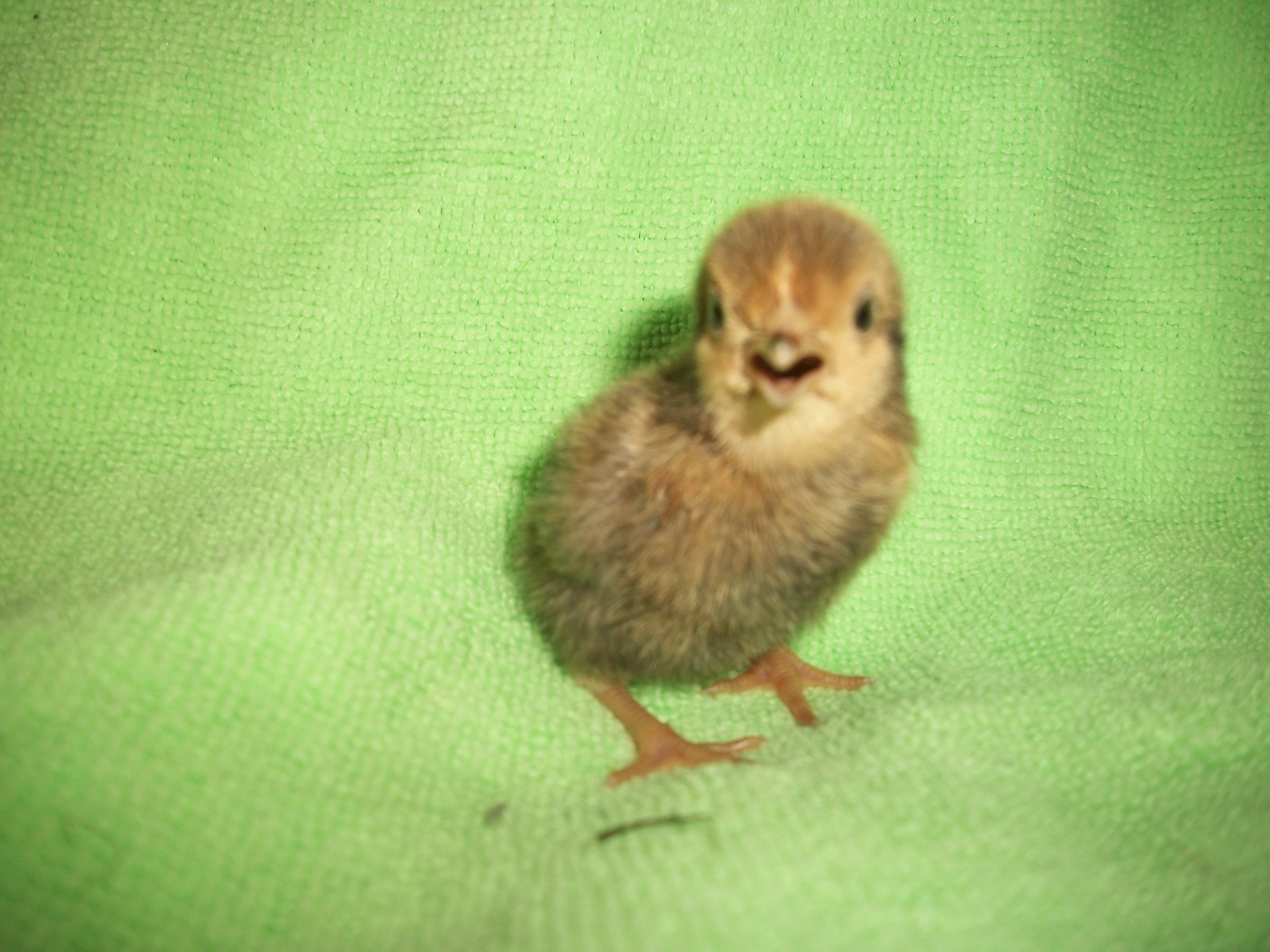 2014 Easter hatch along chicks