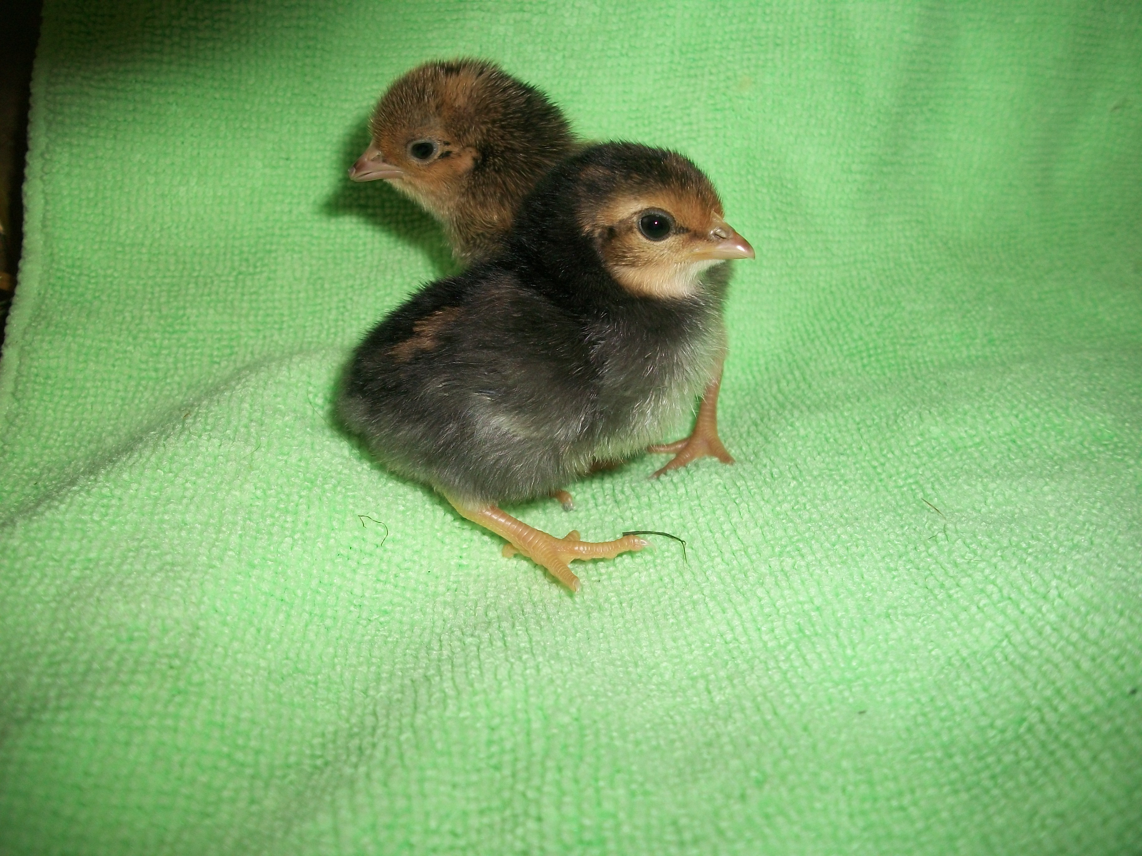 2014 Easter hatch along chicks