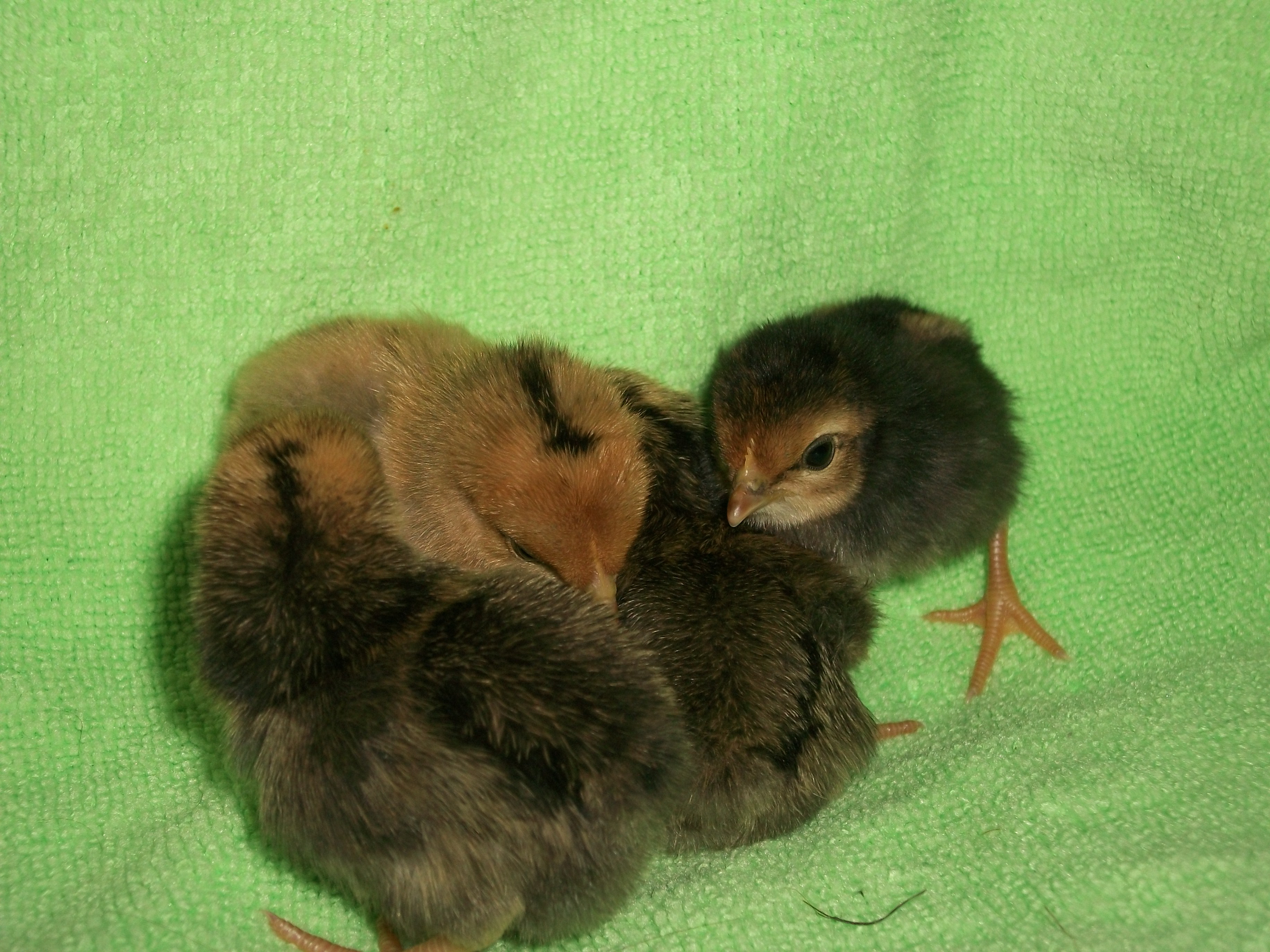 2014 Easter hatch along chicks