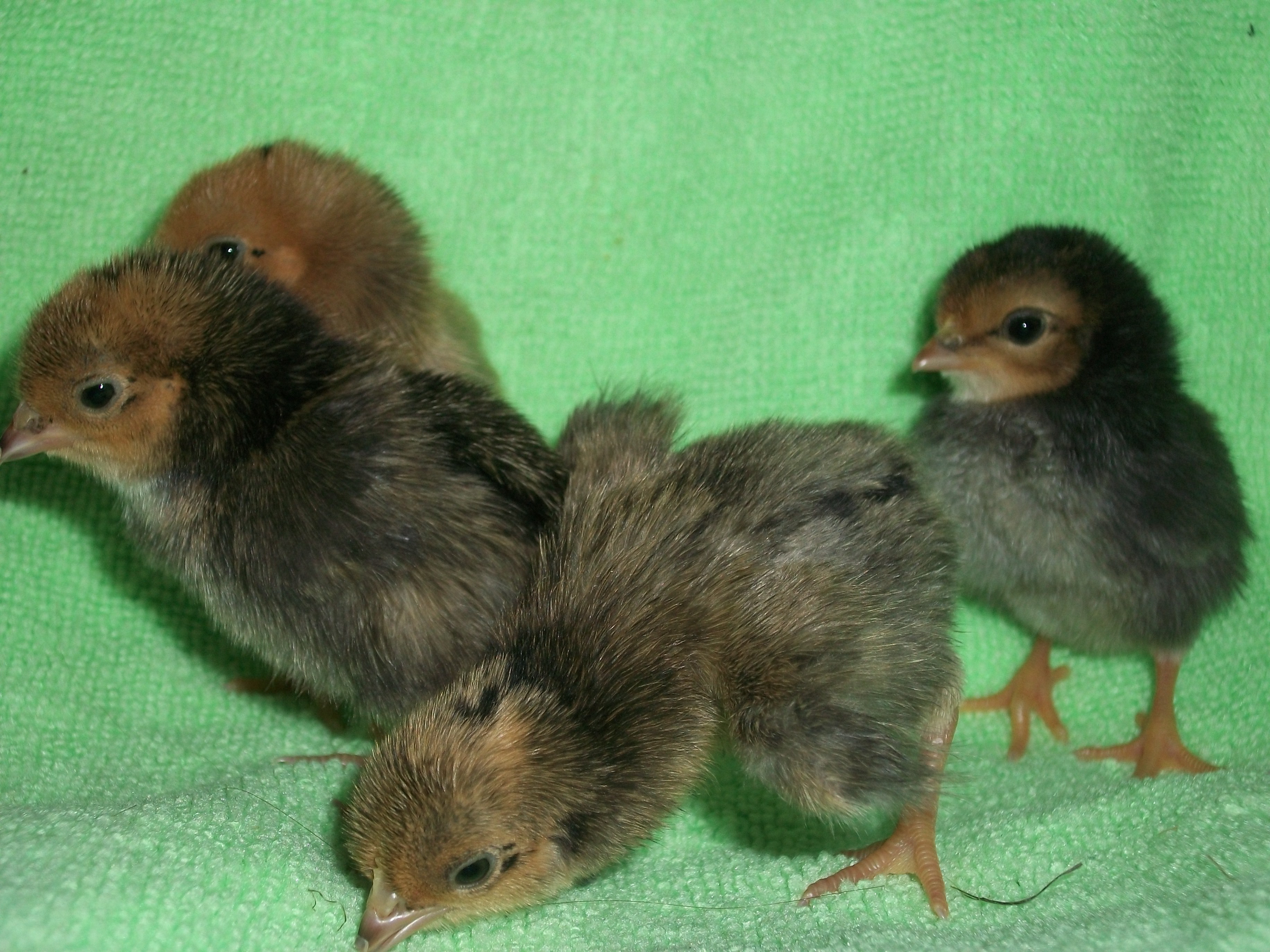 2014 Easter hatch along chicks
