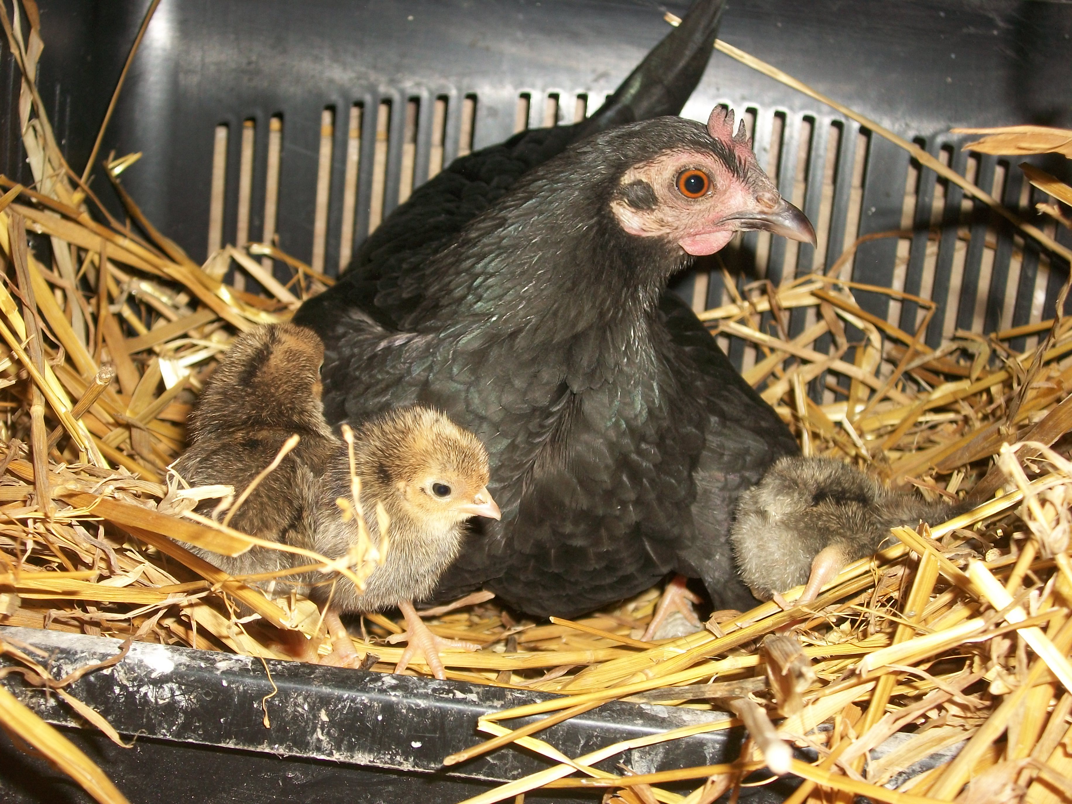 2014 Easter hatch along chicks