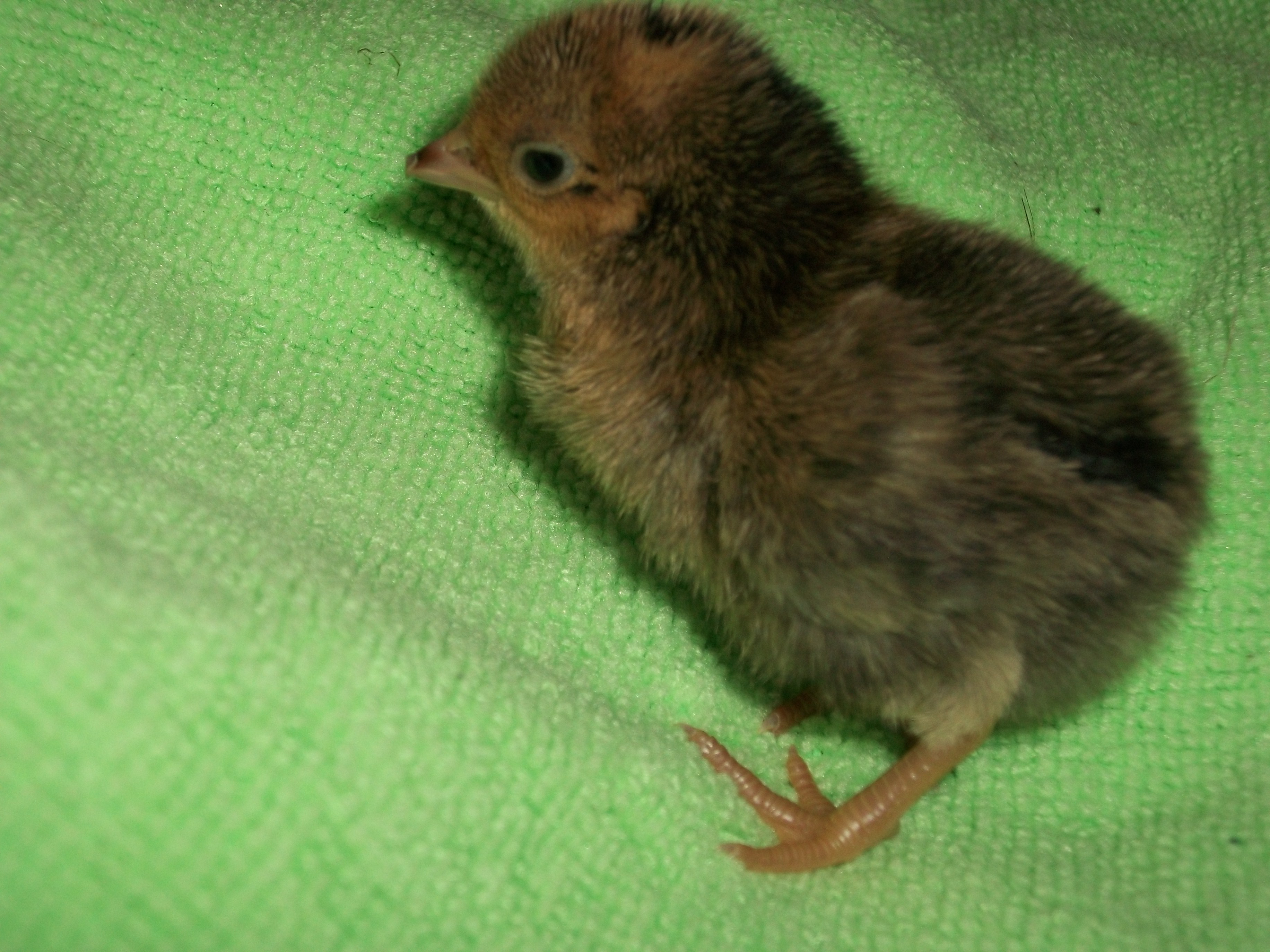 2014 Easter hatch along chicks