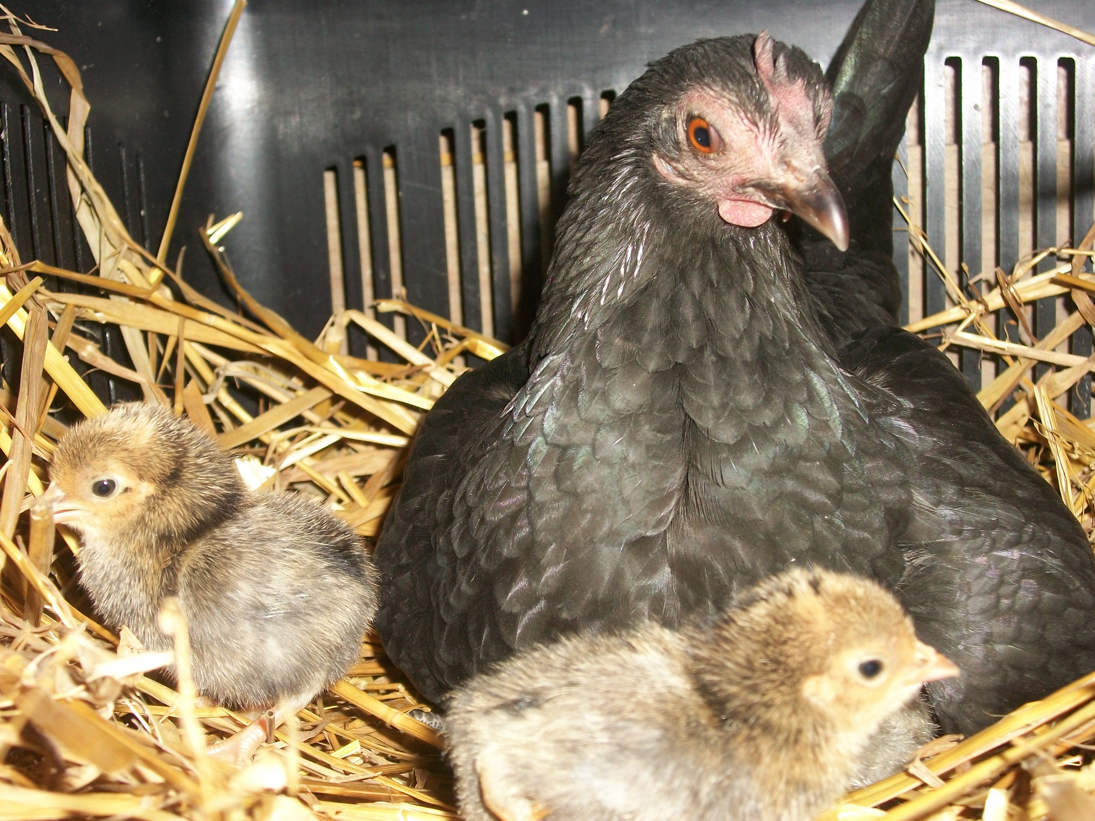 2014 Easter hatch along chicks