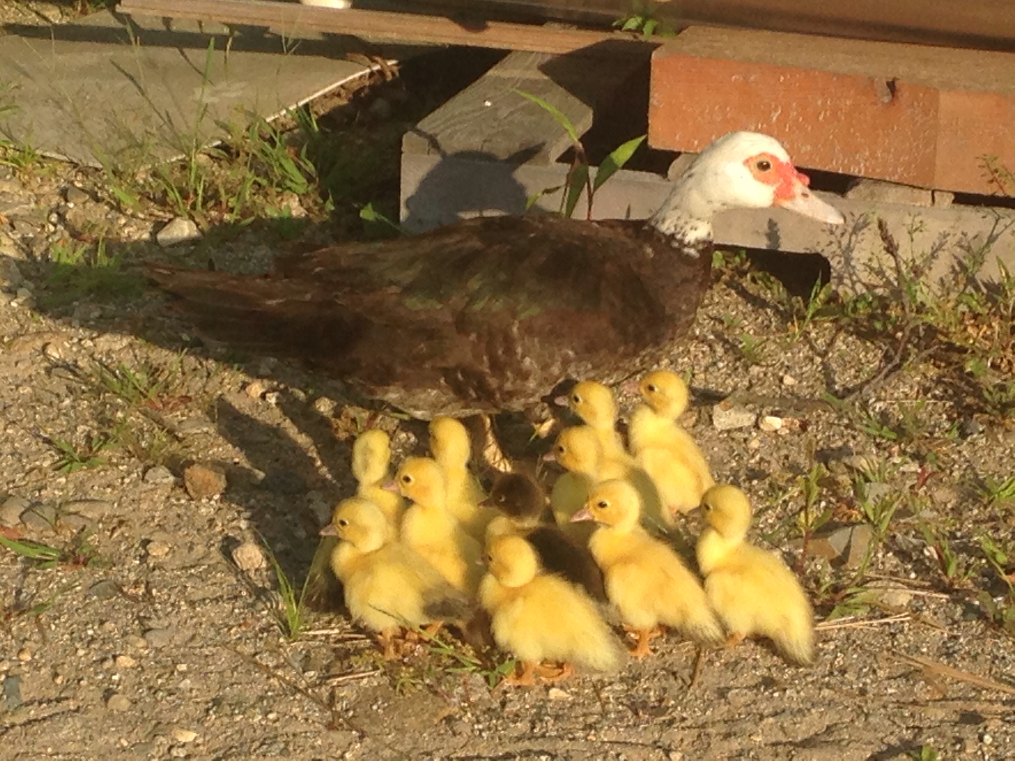 2014- first clutch for this hen 11 ducklings
