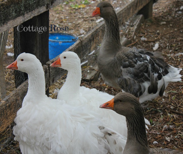 2014 goslings
