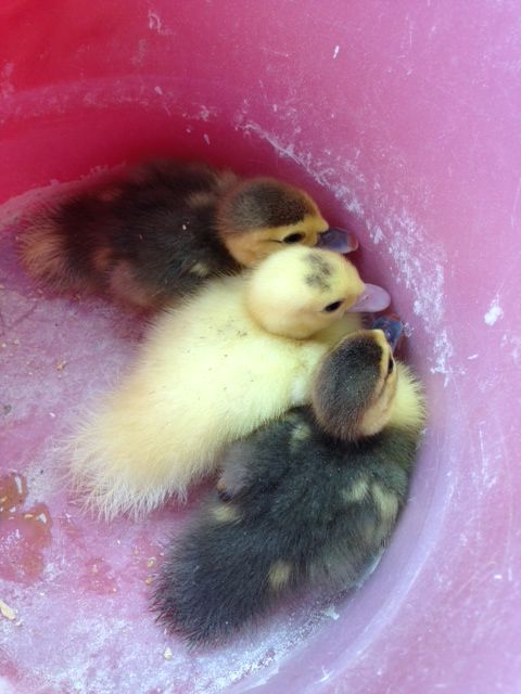 2014- incubator hatch. 2 blue, 1 white capped