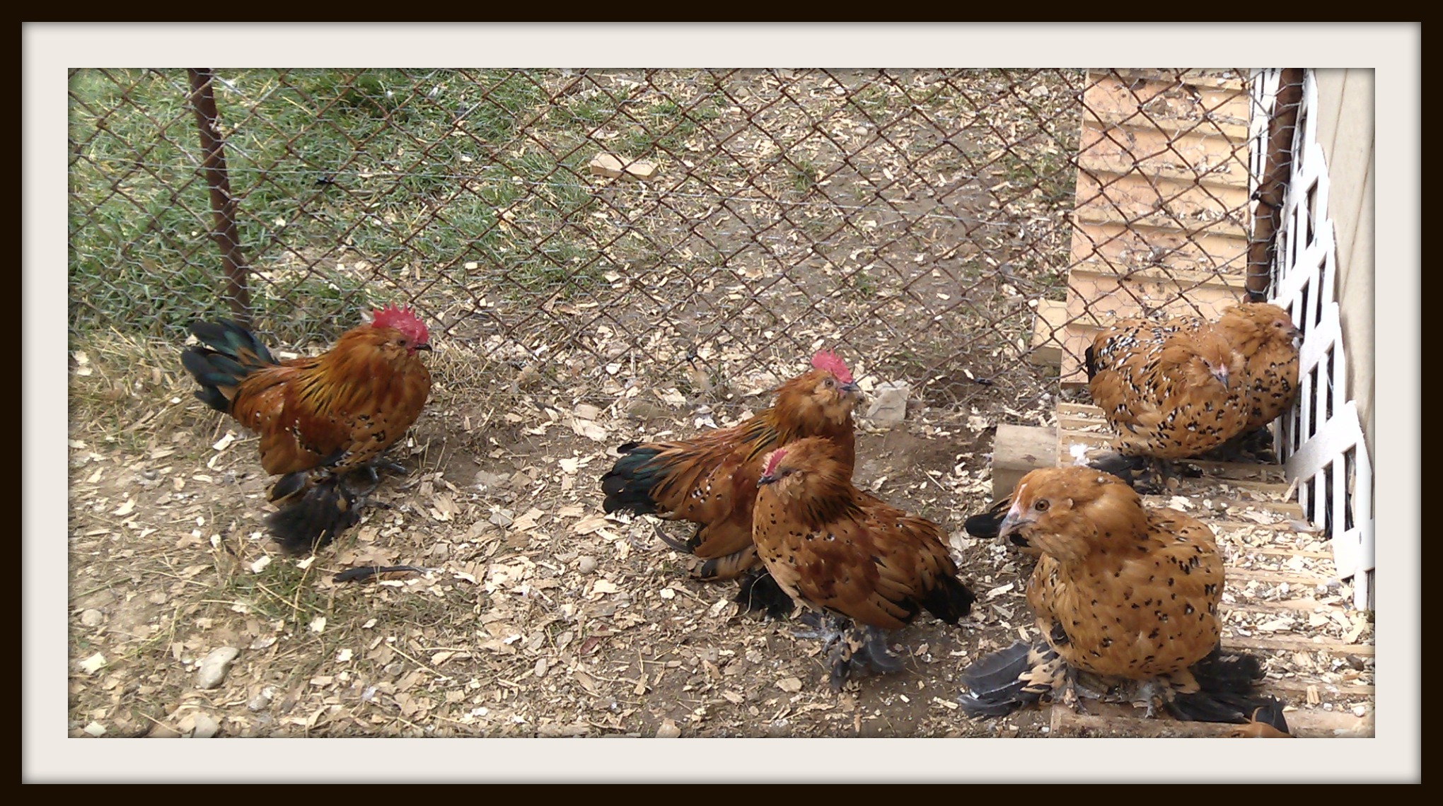2014 Junior birds; cockerels and pullets. Millie Fleur d'Uccles. As they mature they will come into their color. Their color will become more pronounced as they mature and go through several molts.
