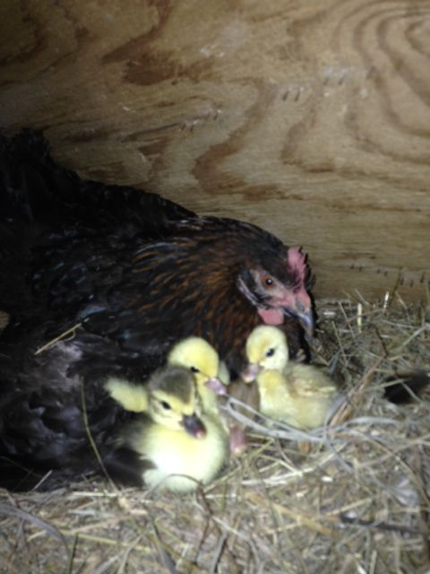 2014- marans hen hatched 5