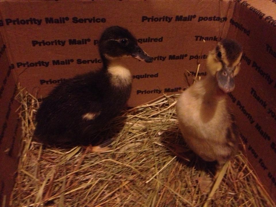 2014 mixed babies