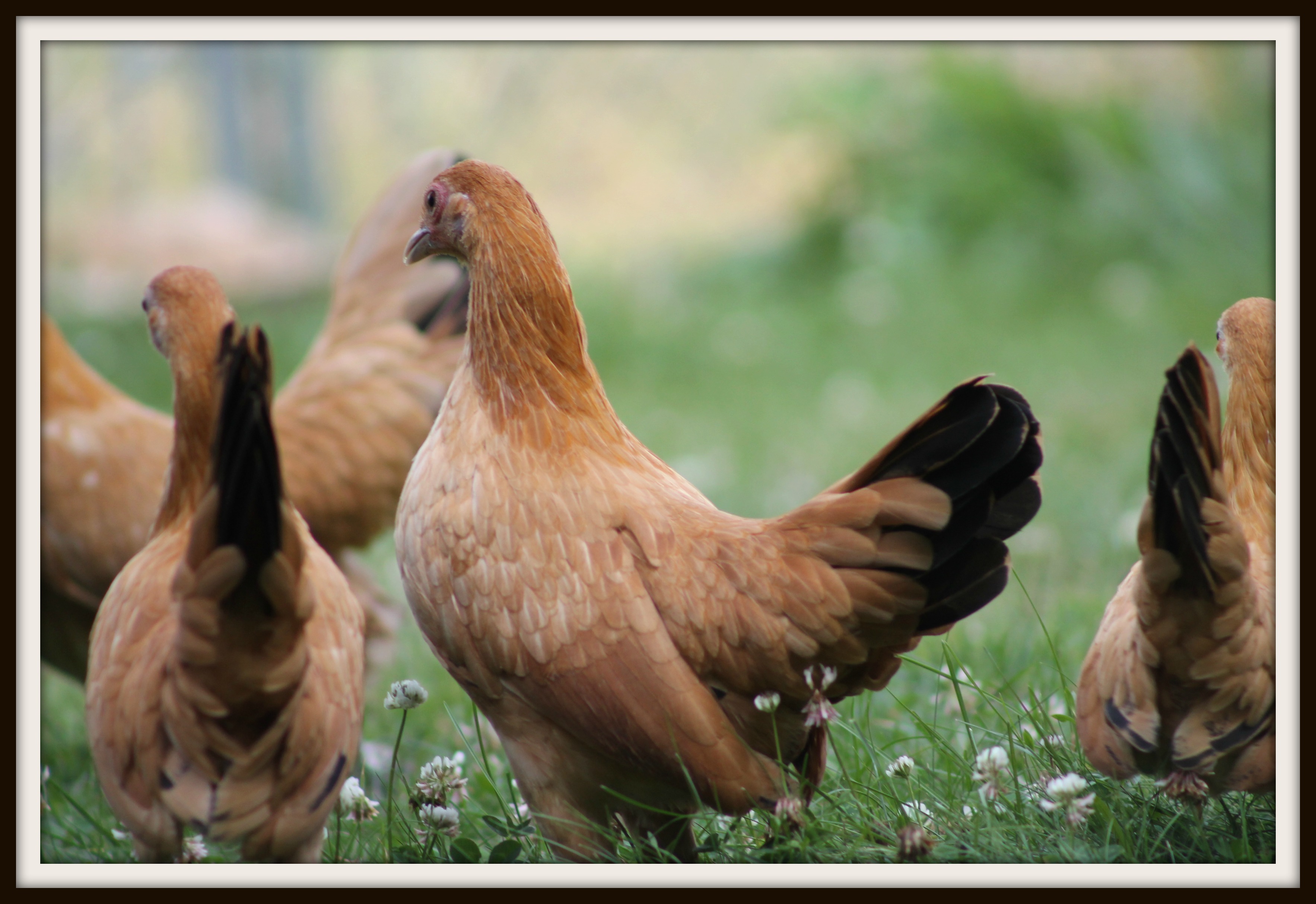 2014 Nankin Pullets