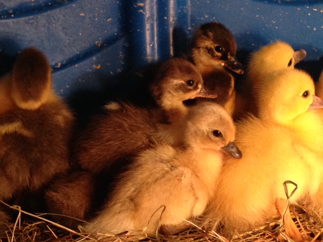 2014 silver duckling