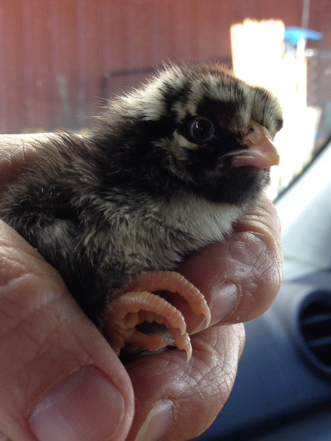 2014  Silver laced Wyandotte #1, 1-2 weeks old