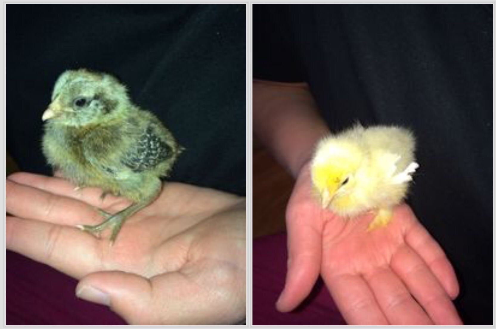 2014 spring chicks TSC bantam bin