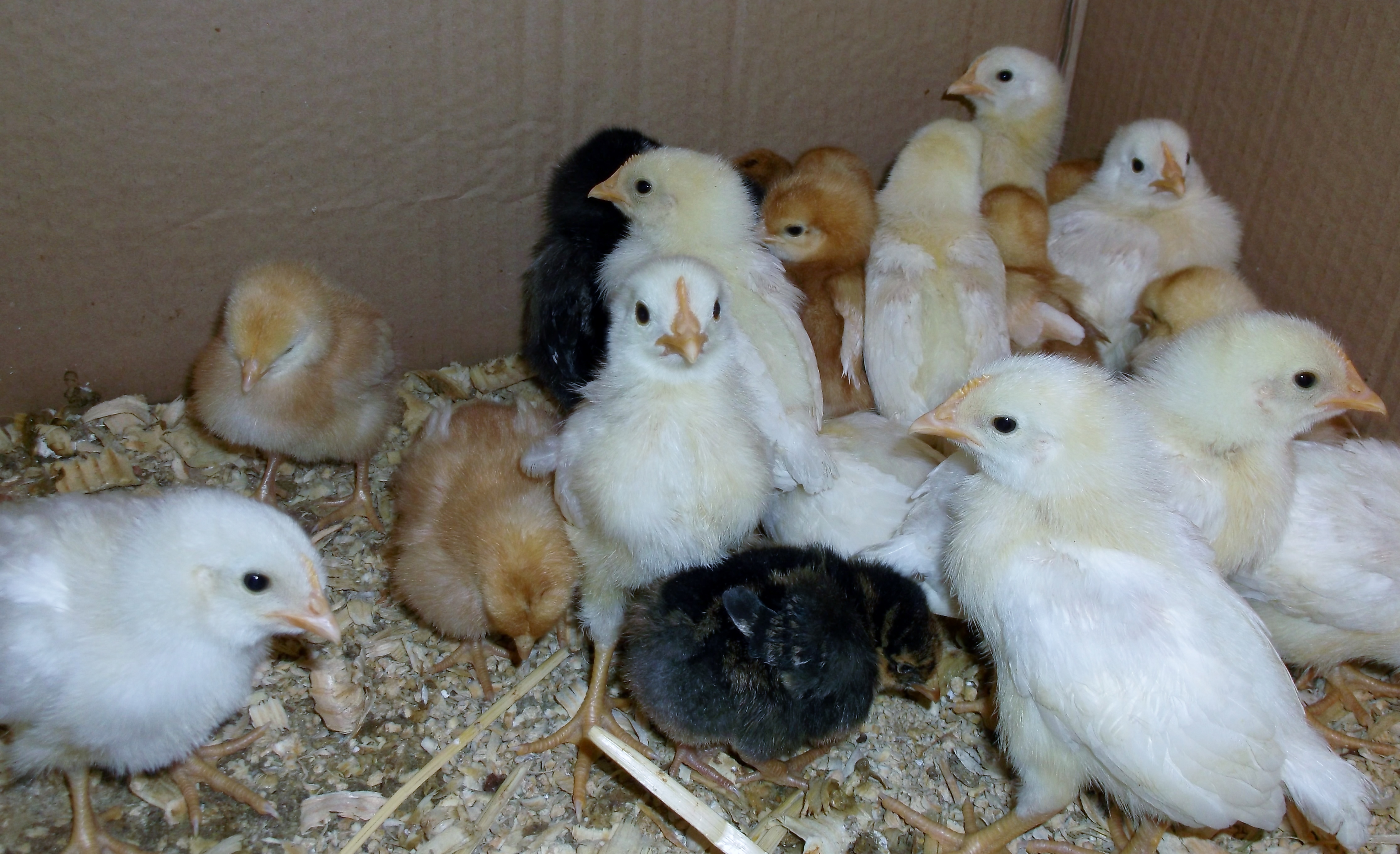 2014 Spring chicks
