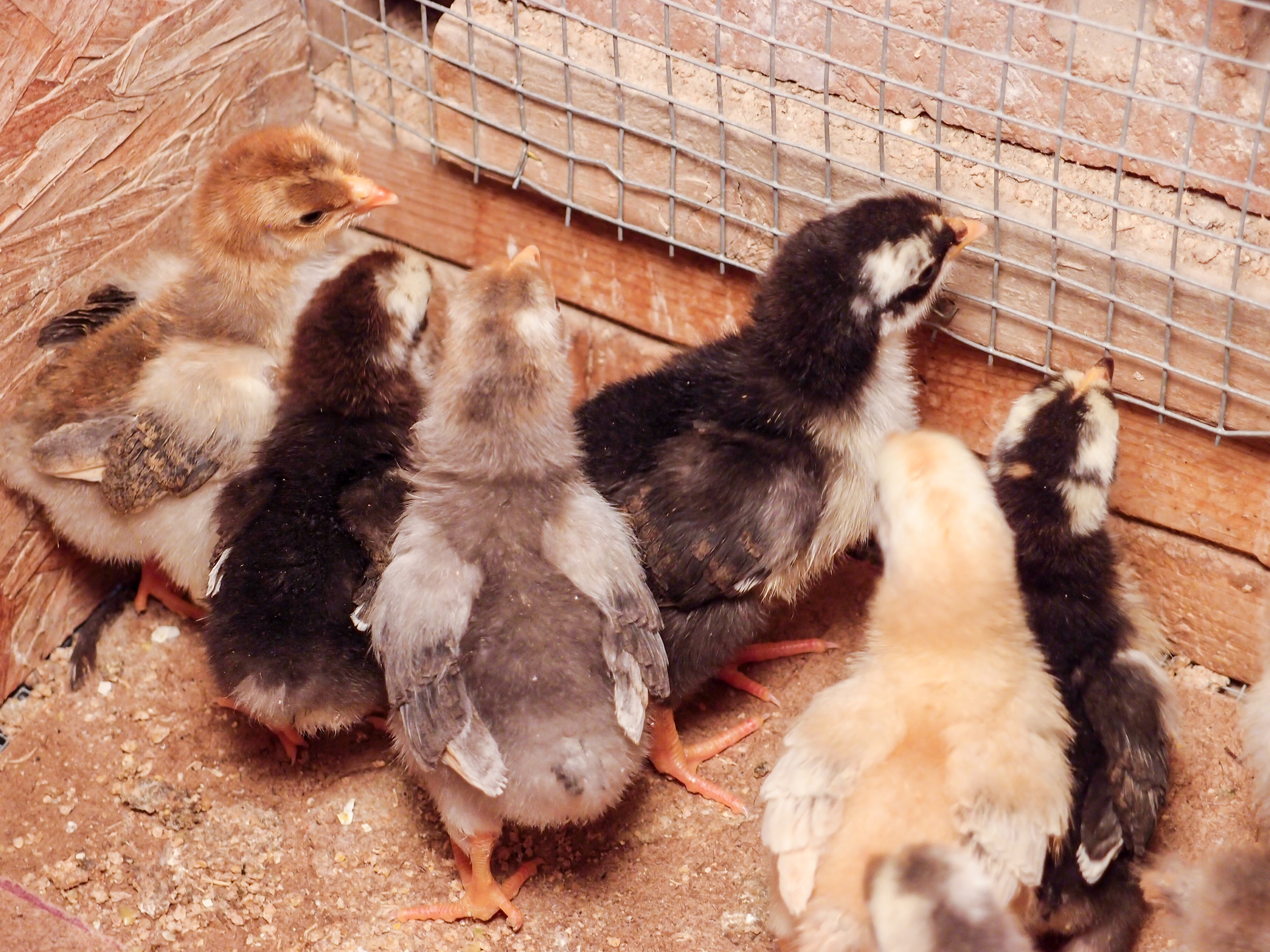 2014 Swedish Flower Hen chicks from Worth It Farms, Georgia. My granddaughters project.