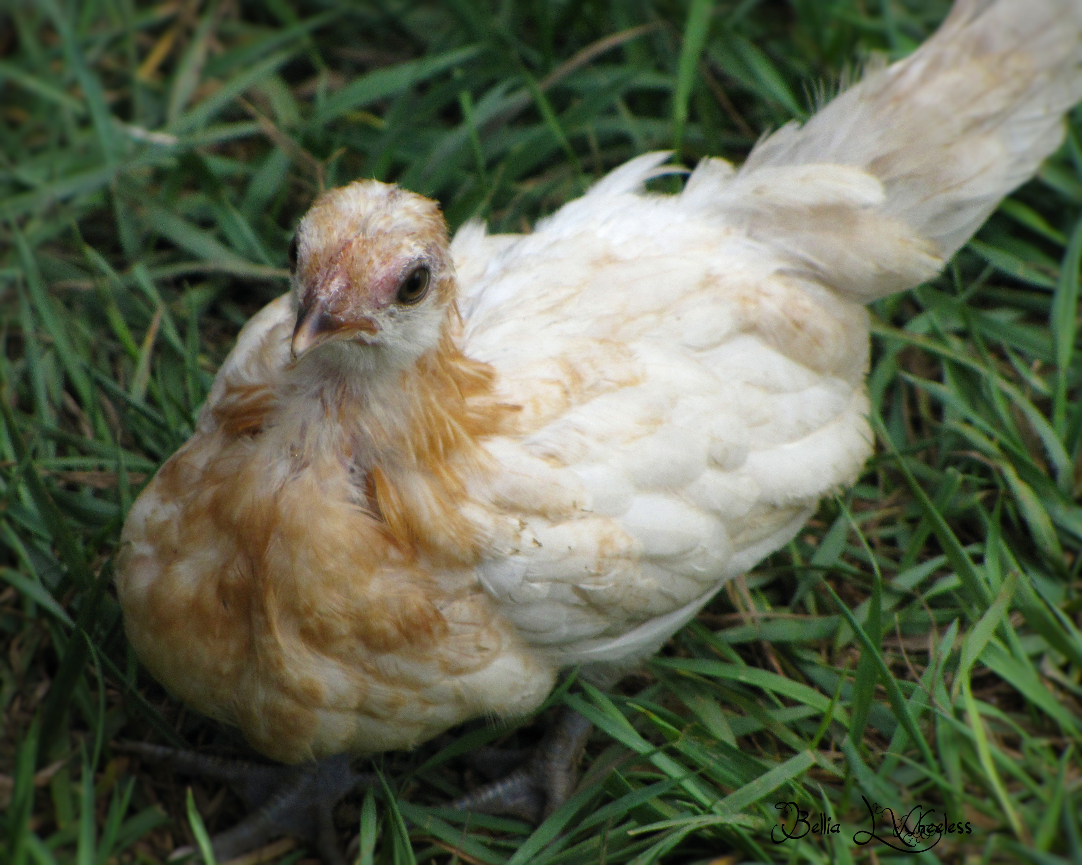 2015 BBB Pyle Pullet