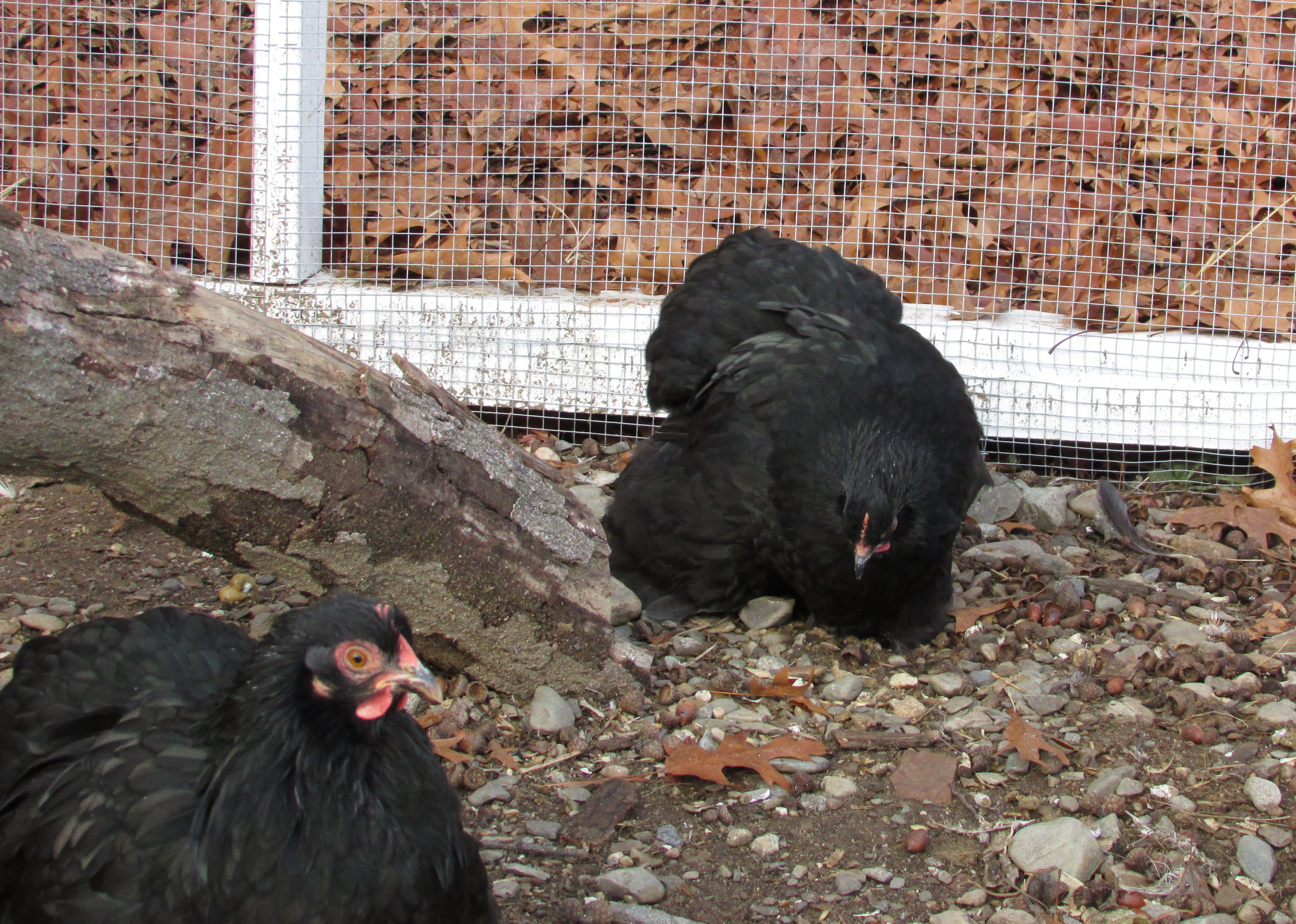 2015 black hens (Molly and Dolly)
