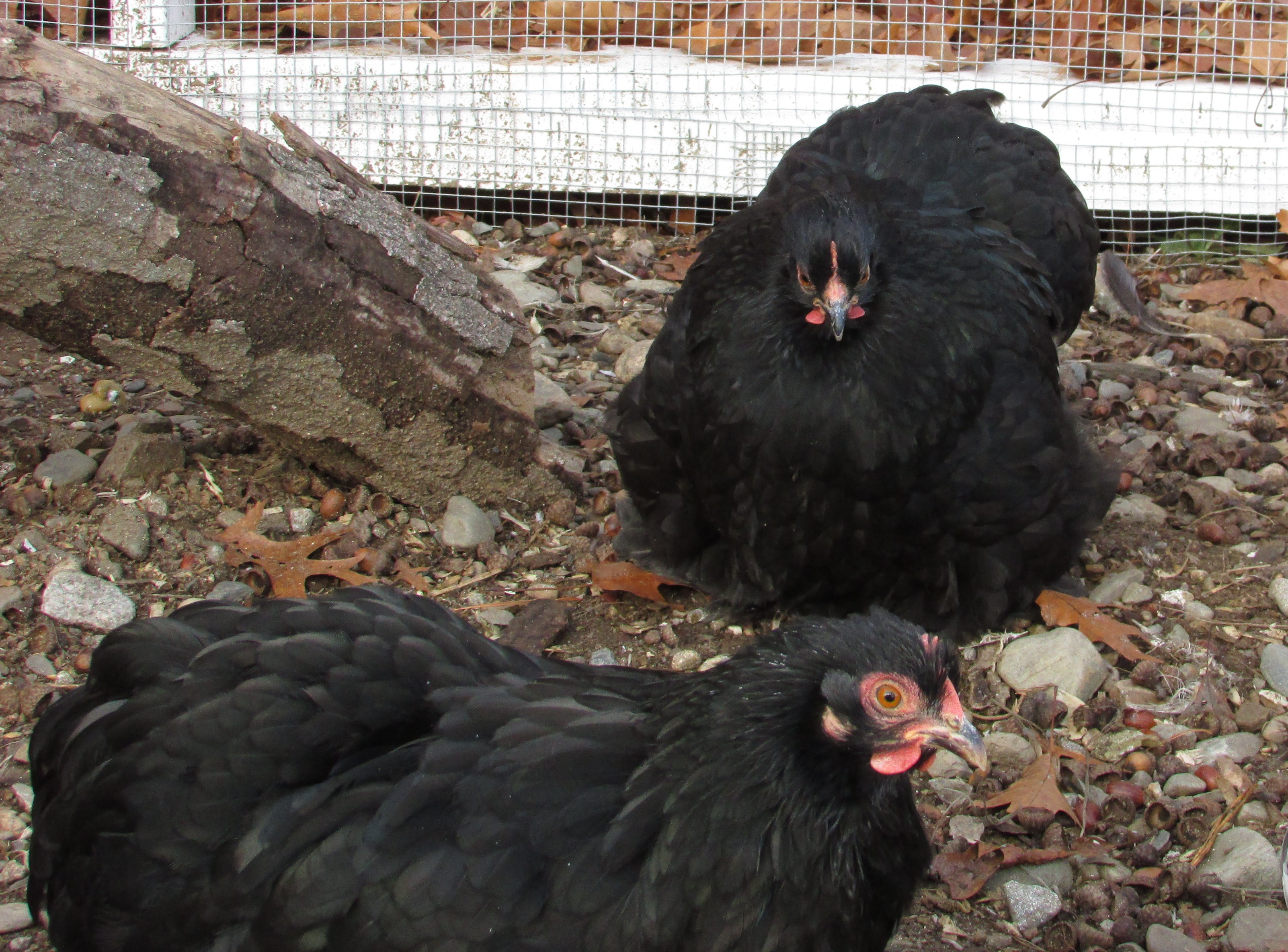 2015 black hens (Molly and Dolly)