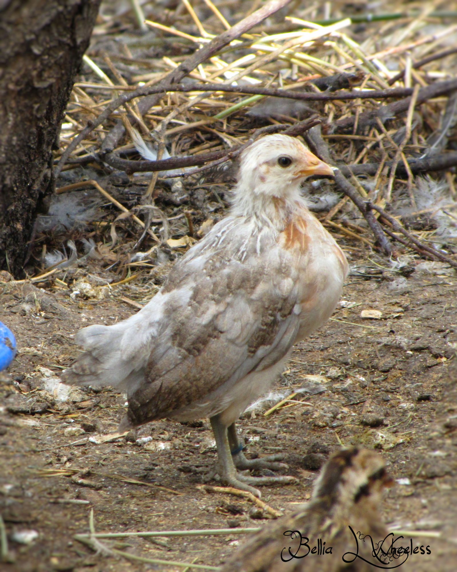 2015 Blue Duckwing Pullet
