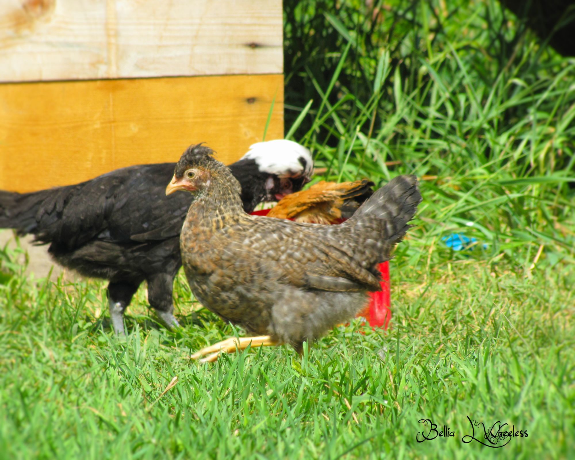 2015 CCL Pullet